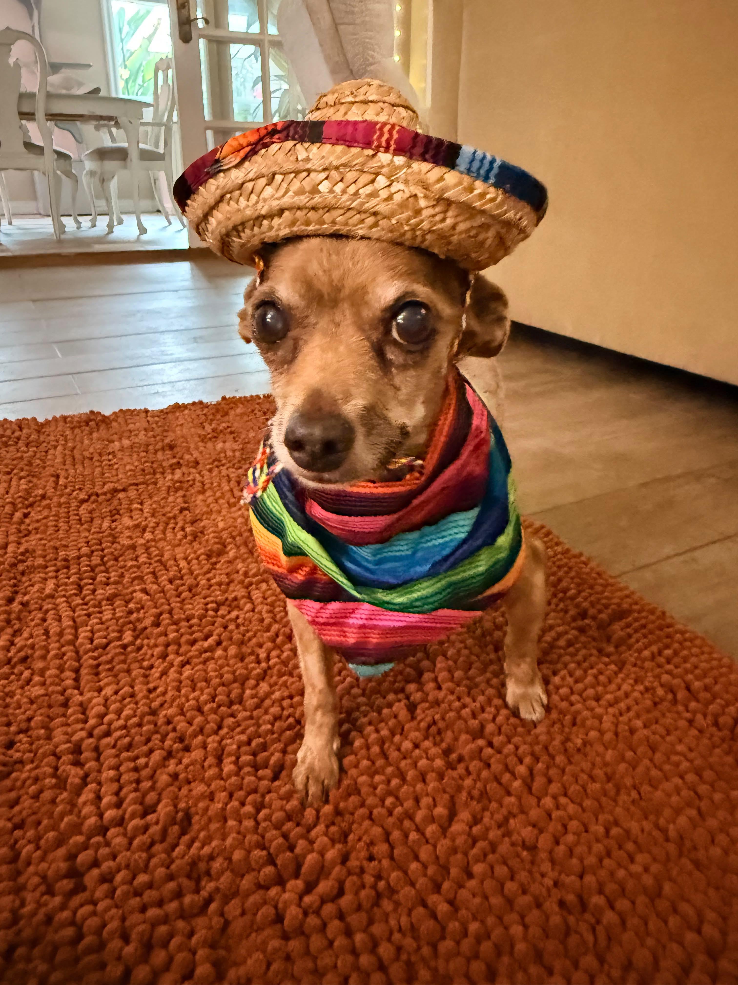 Elmer, ADOPTABLE, Senior Male Chihuahua.