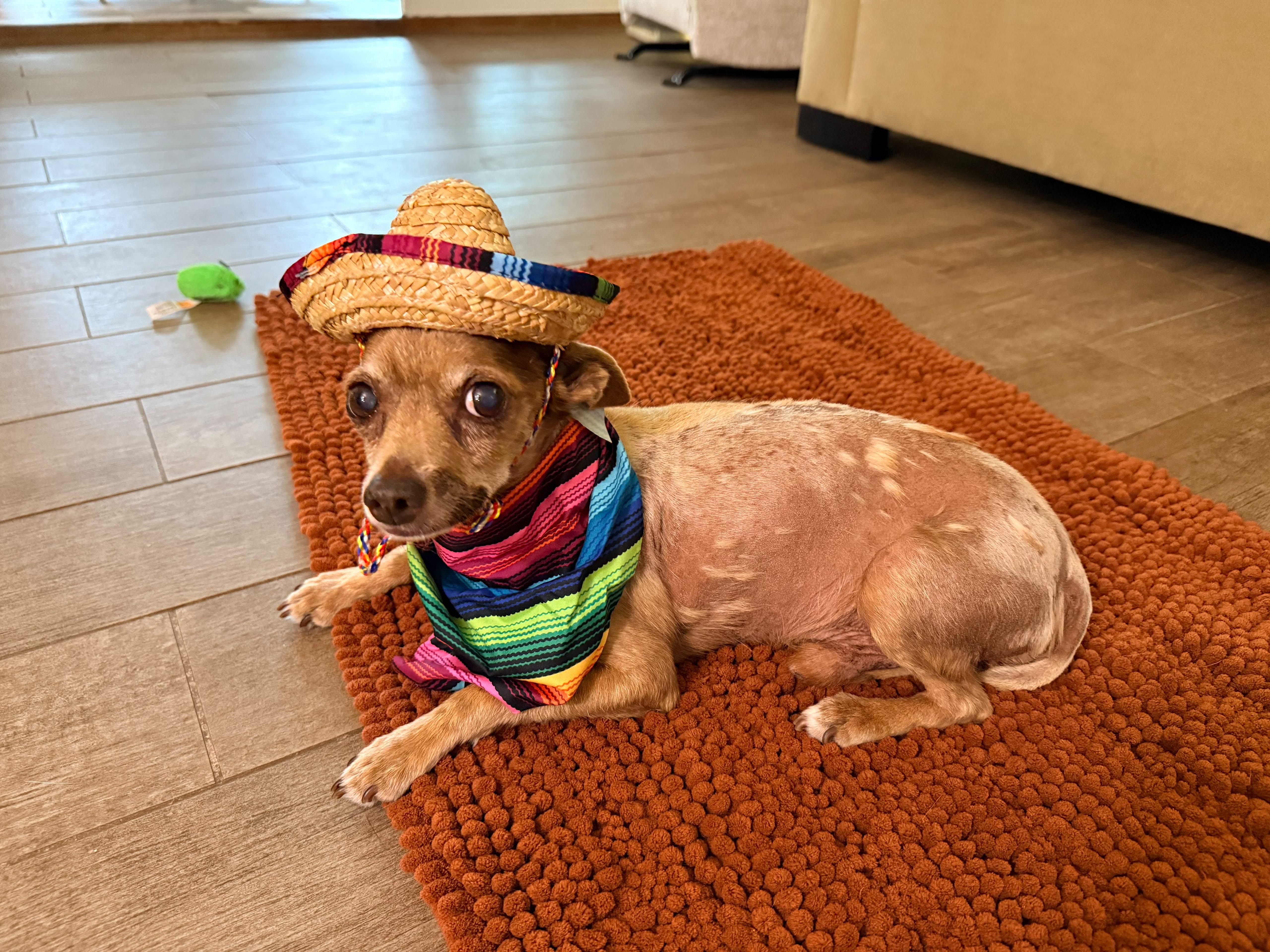 Enlarge Elmer, a ADOPTABLE Chihuahua in San Pedro, CA image 2/4