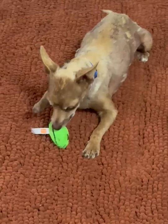 Enlarge Elmer, a ADOPTABLE Chihuahua in San Pedro, CA video 4/4