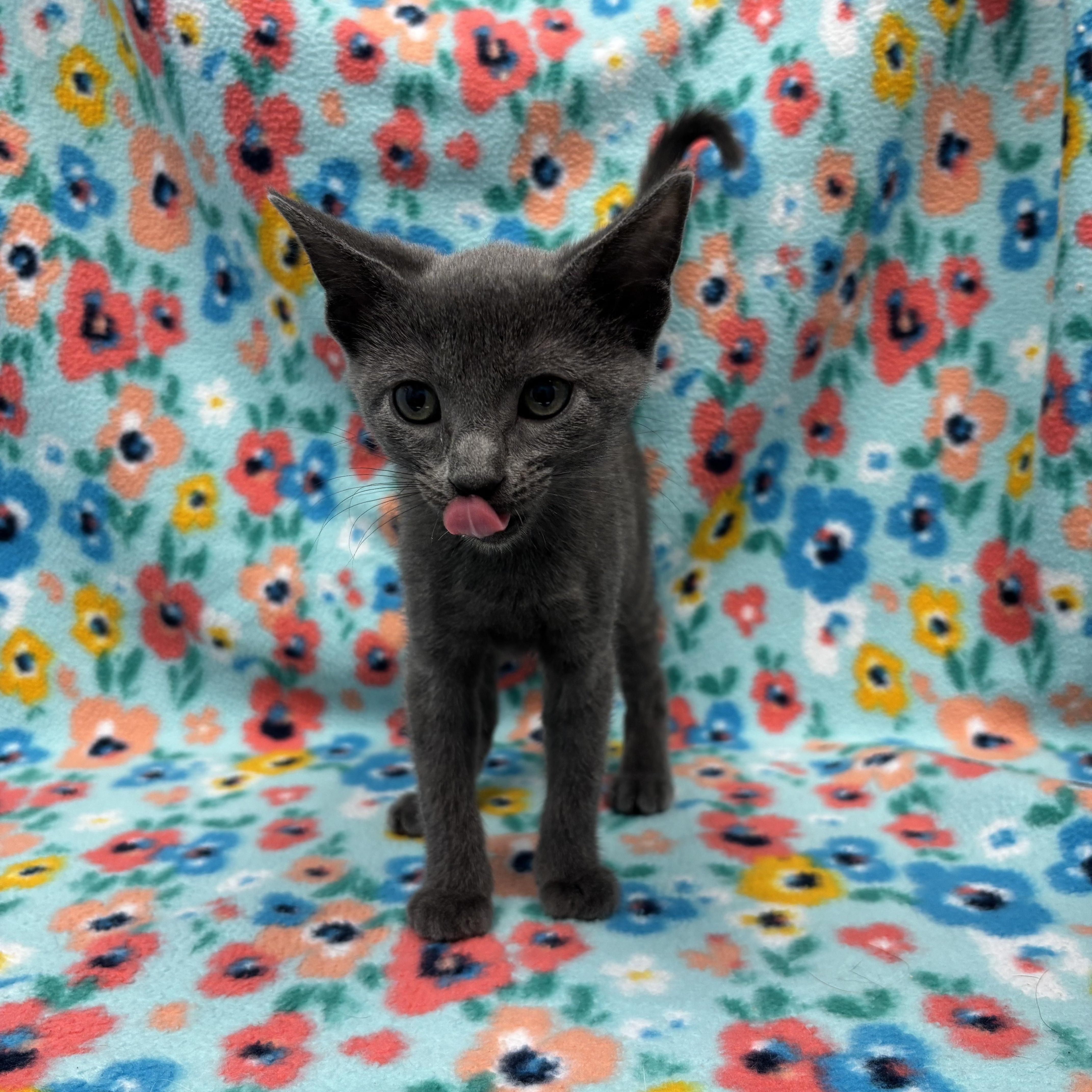 Little Jenn, Baby Female Domestic Short Hair