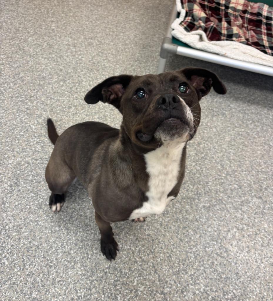 Enlarge Louie, a Adoptable Hound in Findlay, OH image 2/6