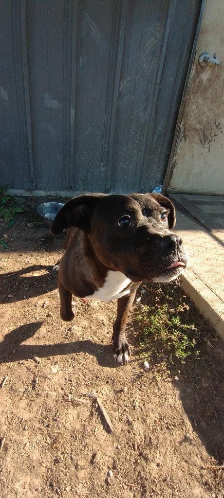 Enlarge Louie, a Adoptable Hound in Findlay, OH image 2/3