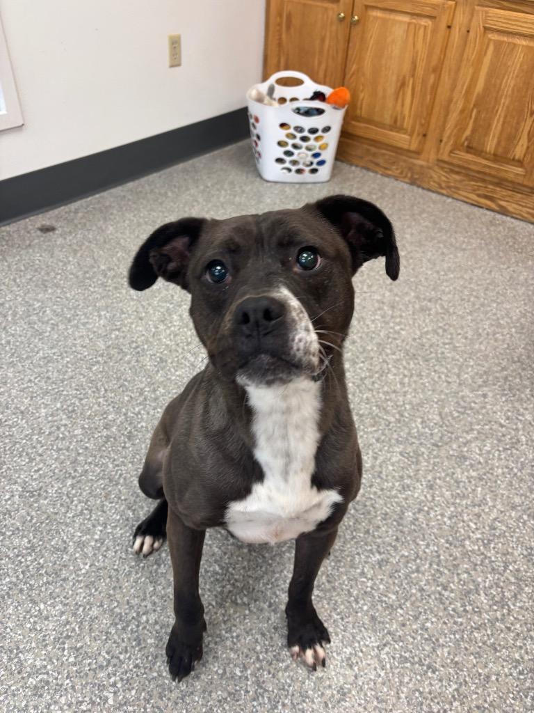 Enlarge Louie, a Adoptable Hound in Findlay, OH image 6/6