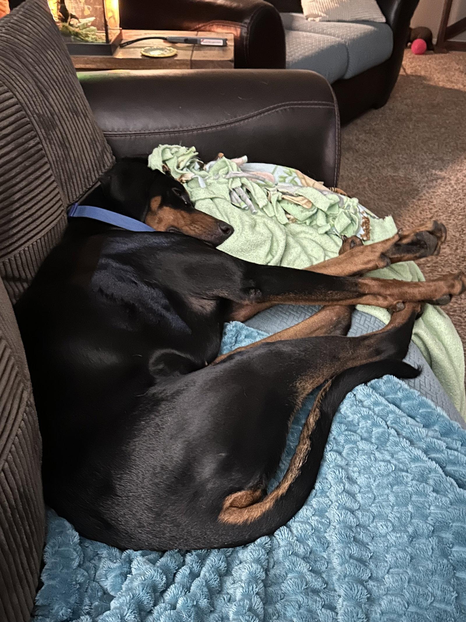 Dante, Adopted, Young Male Doberman Pinscher.