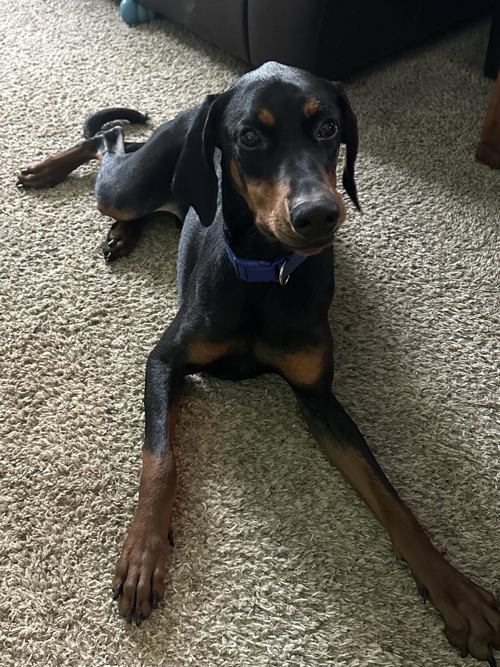 Enlarge Dante, a Adopted Doberman Pinscher in Minneapolis, MN image 3/3