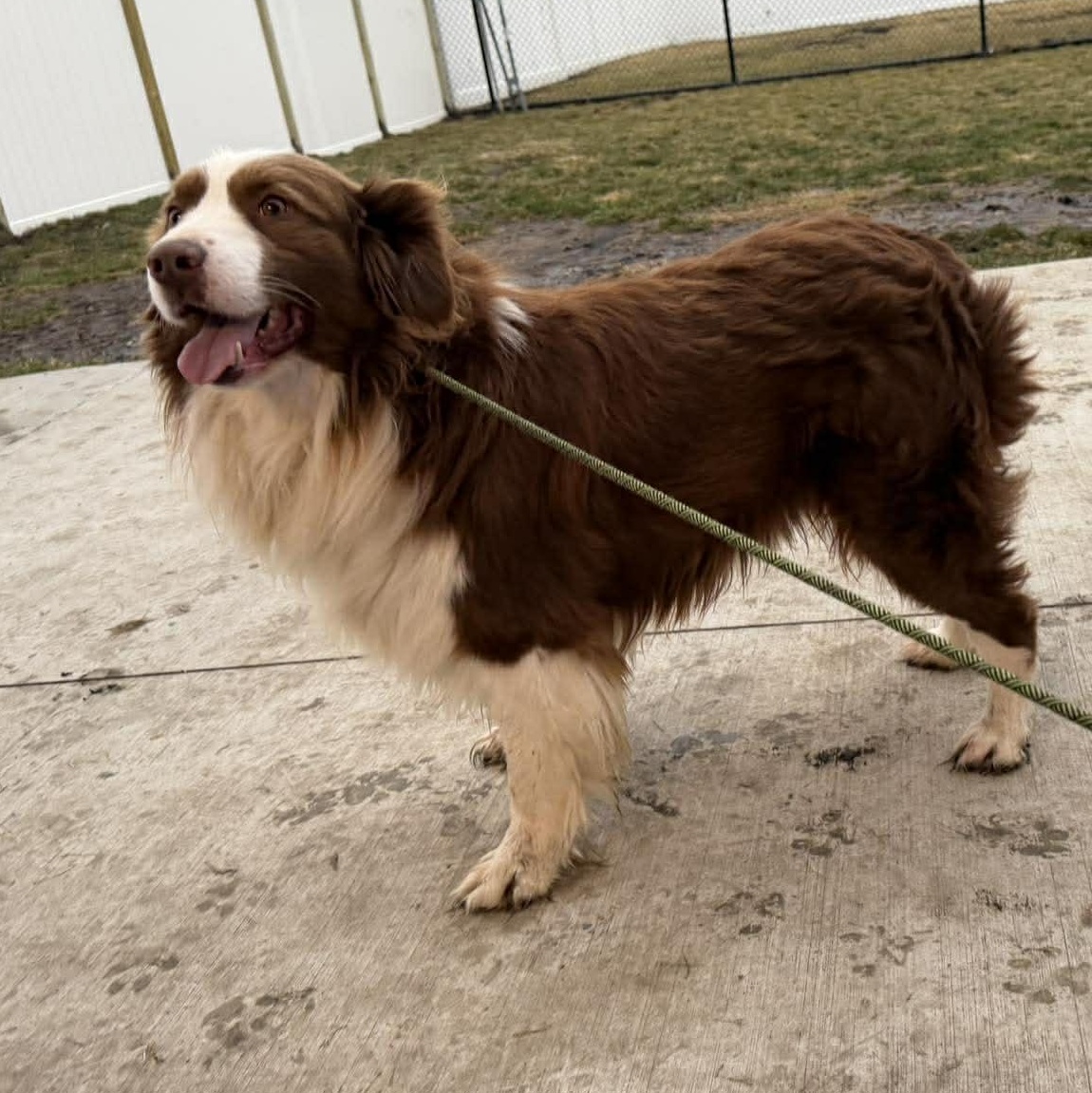Enlarge Cowboy , a ADOPTABLE Australian Shepherd in Plainfield, IL image 2/3