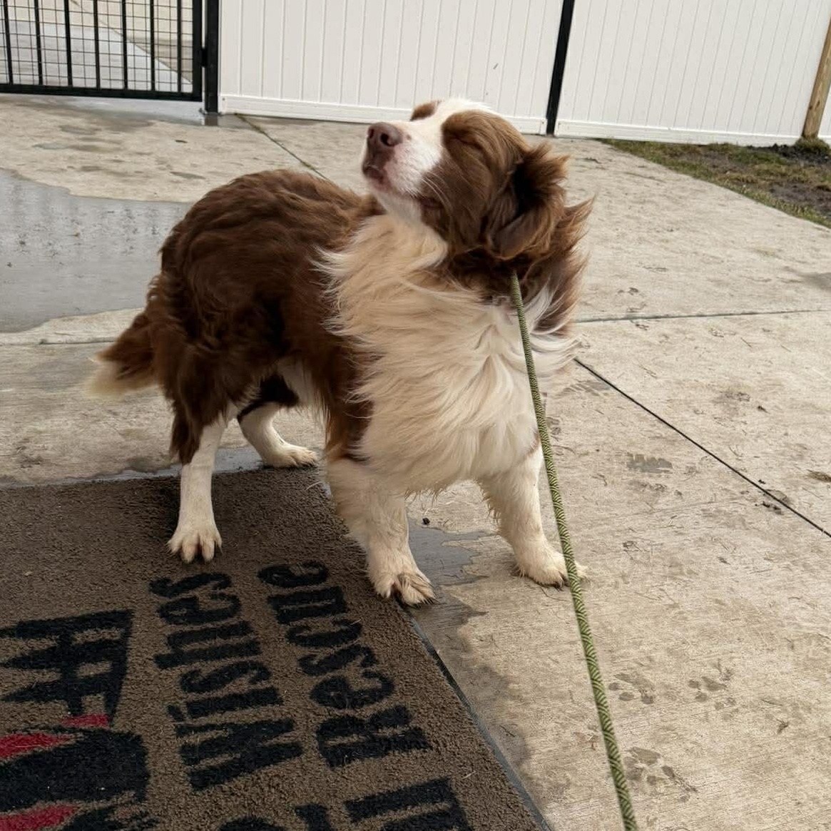 Enlarge Cowboy , a ADOPTABLE Australian Shepherd in Plainfield, IL image 3/3