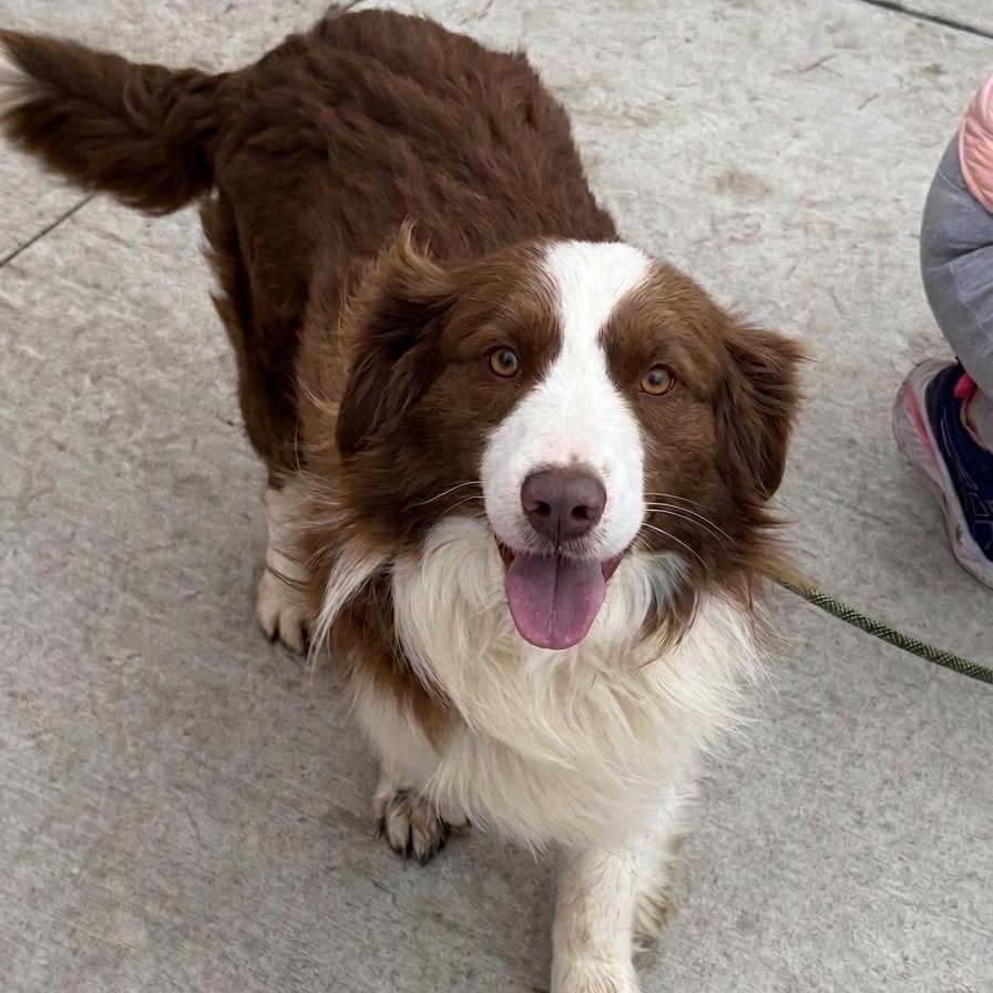 Enlarge Cowboy , a ADOPTABLE Australian Shepherd in Plainfield, IL image 1/3