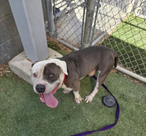 Enlarge MR STUMPY, a Adoptable mixed breed in Los Angeles, CA image 1/1