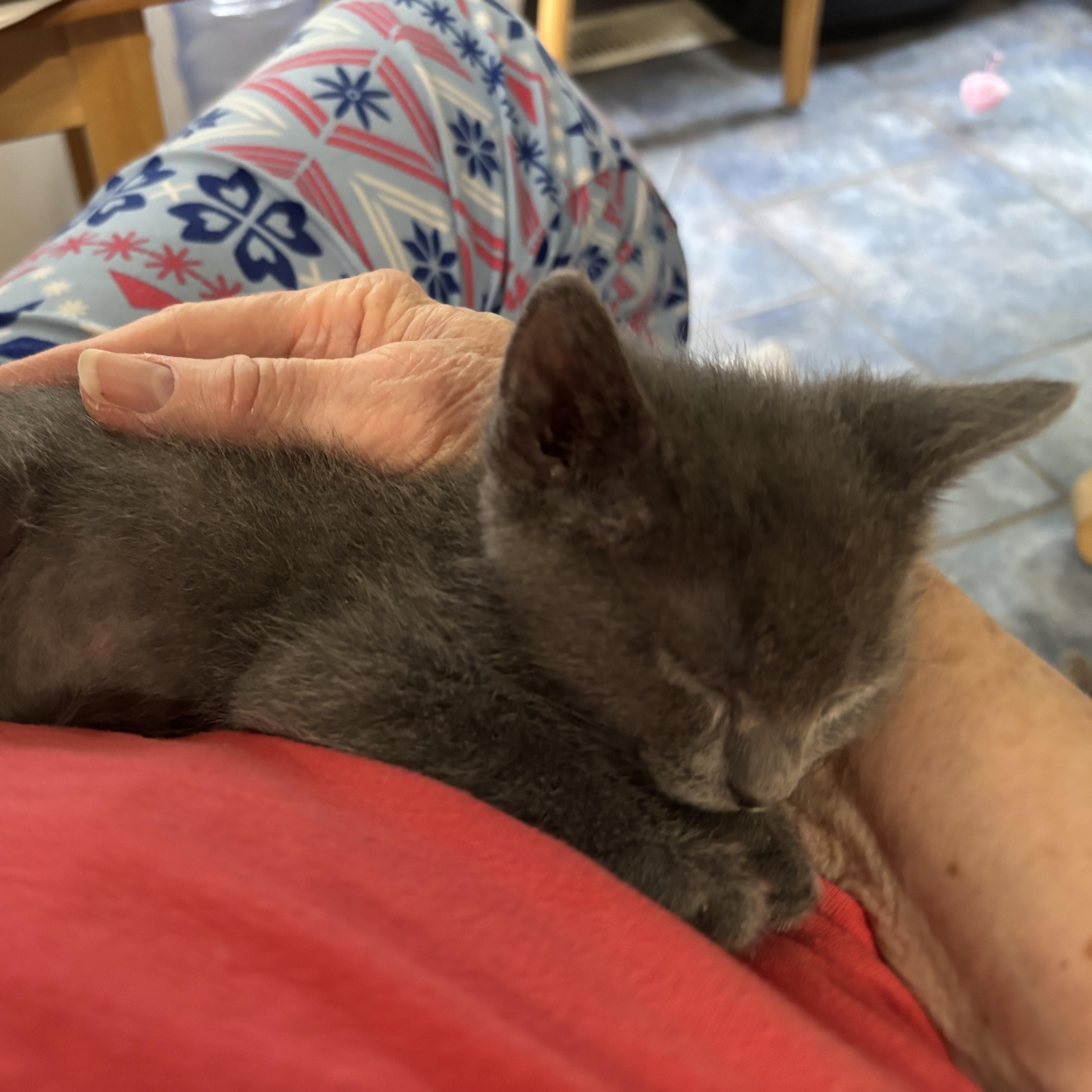 Oregano, Baby Female Domestic Short Hair