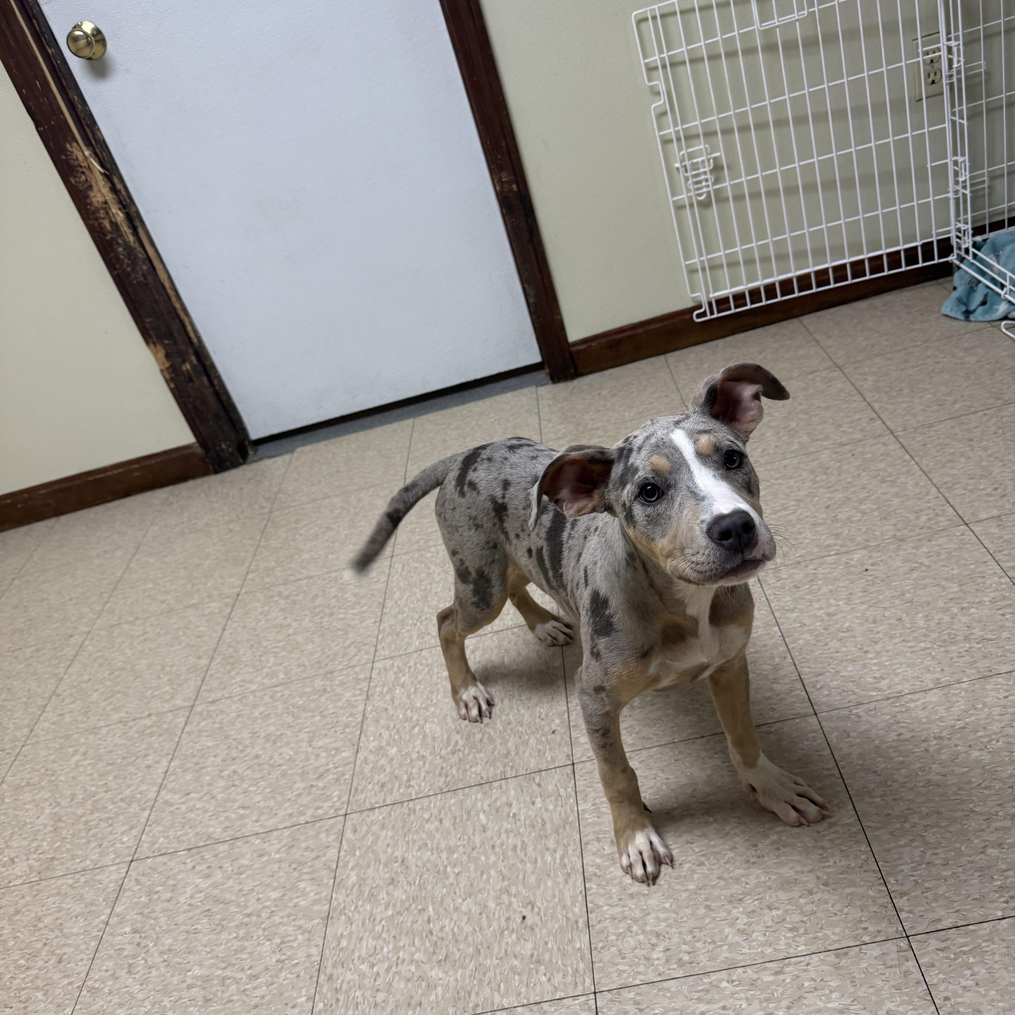 Jade, an adopted mixed breed in Douglas, MA image 2/6