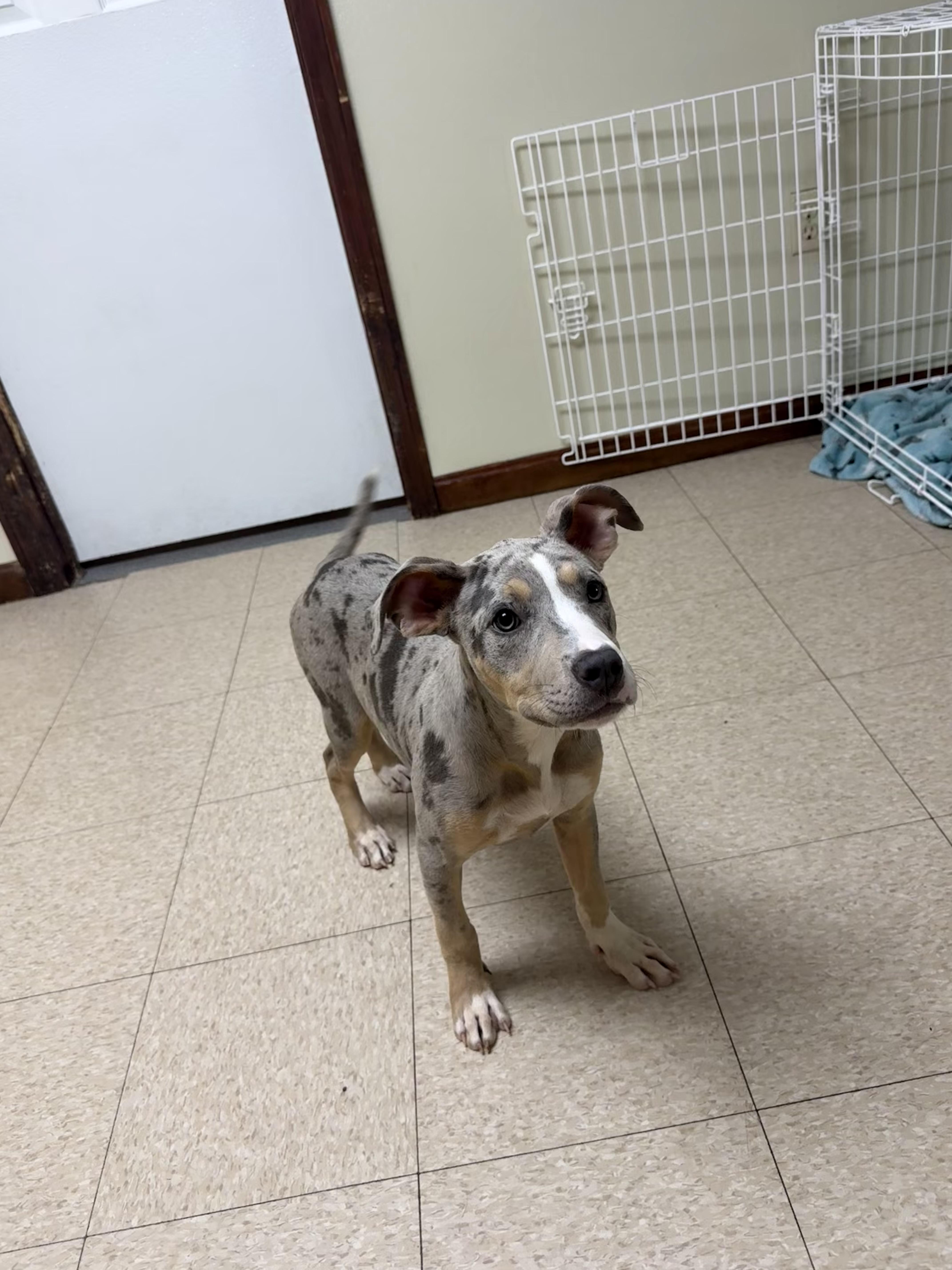 Jade, an adopted mixed breed in Douglas, MA image 4/6