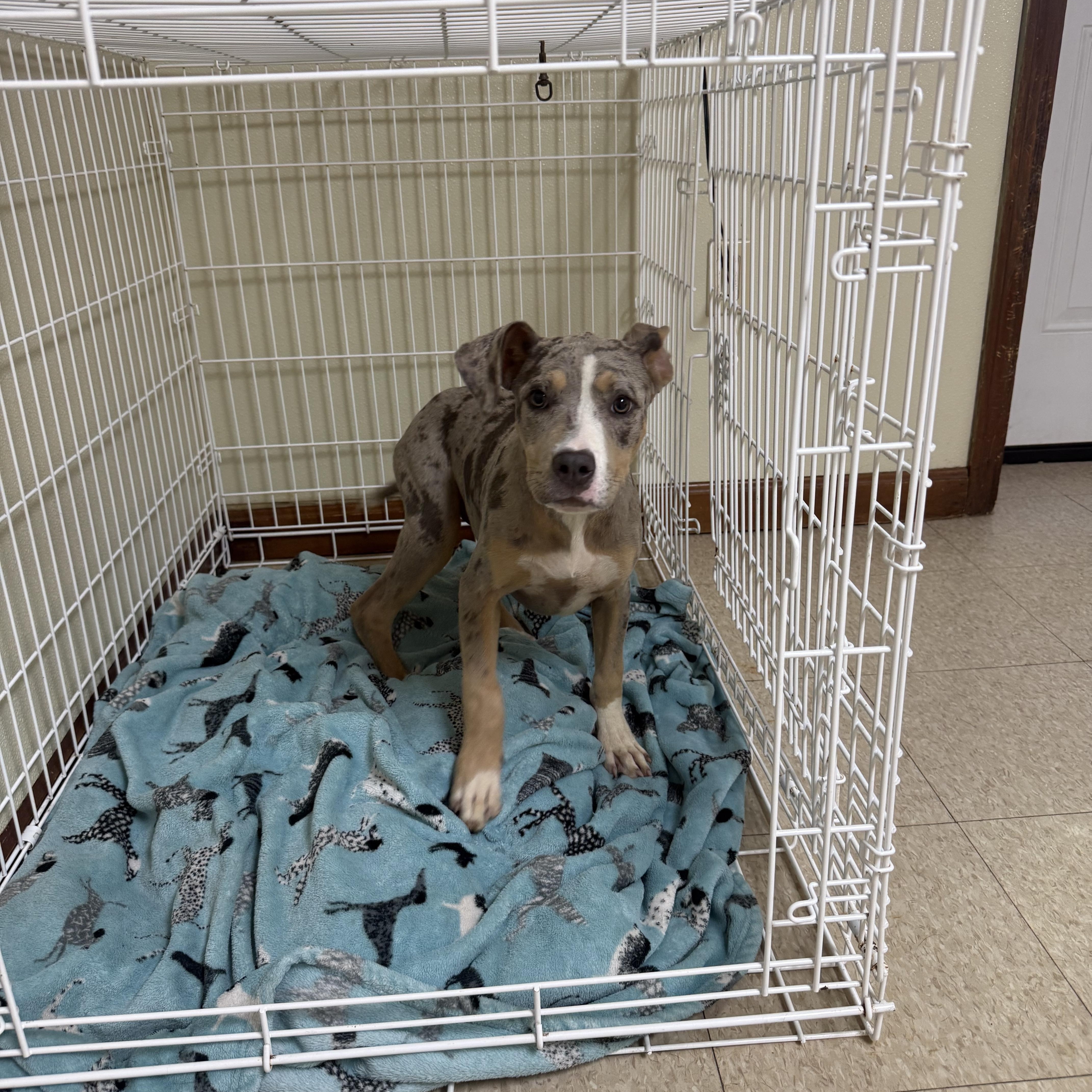 Jade, an adopted mixed breed in Douglas, MA image 5/6