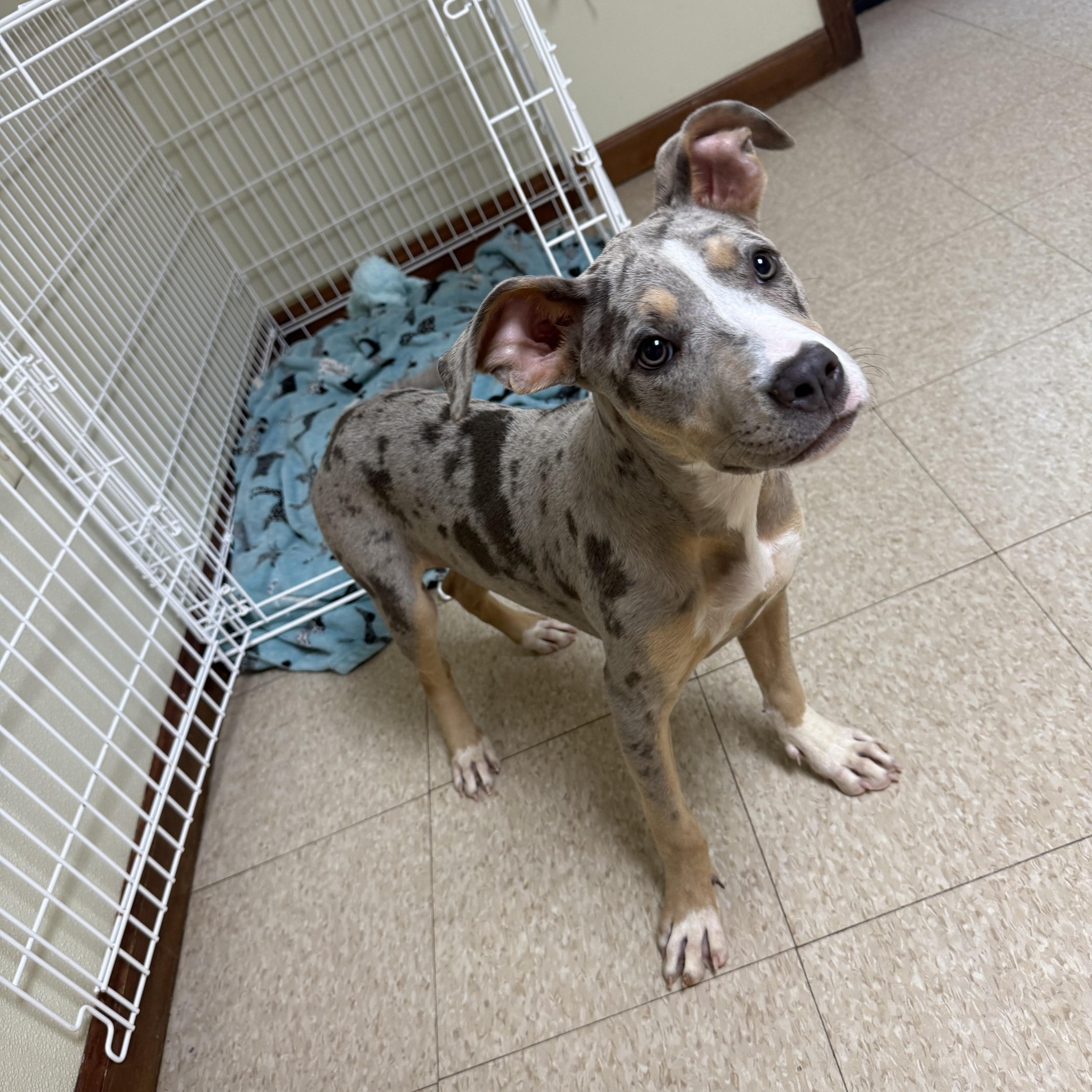 Jade, an adopted mixed breed in Douglas, MA image 1/6