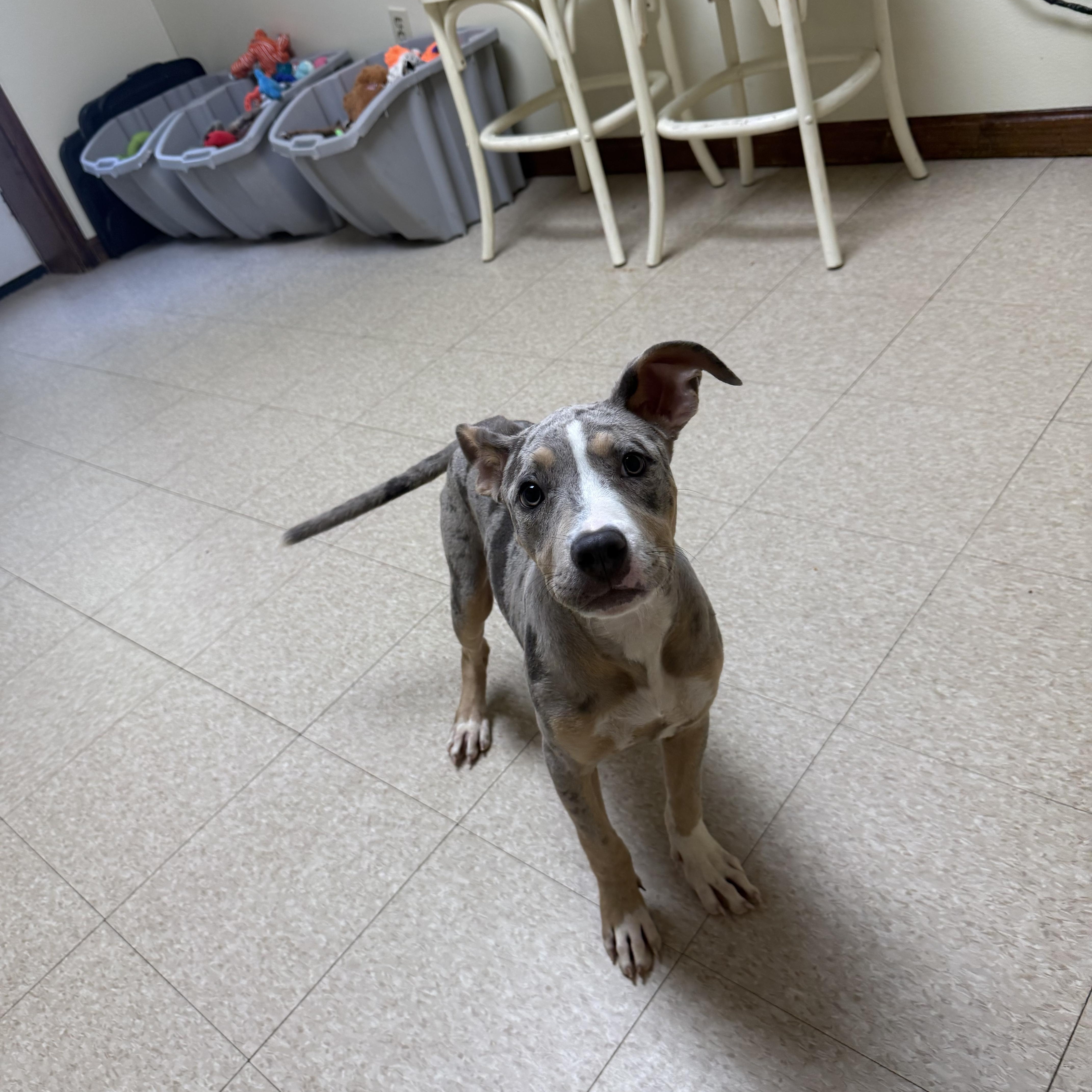 Jade, an adopted mixed breed in Douglas, MA image 3/6
