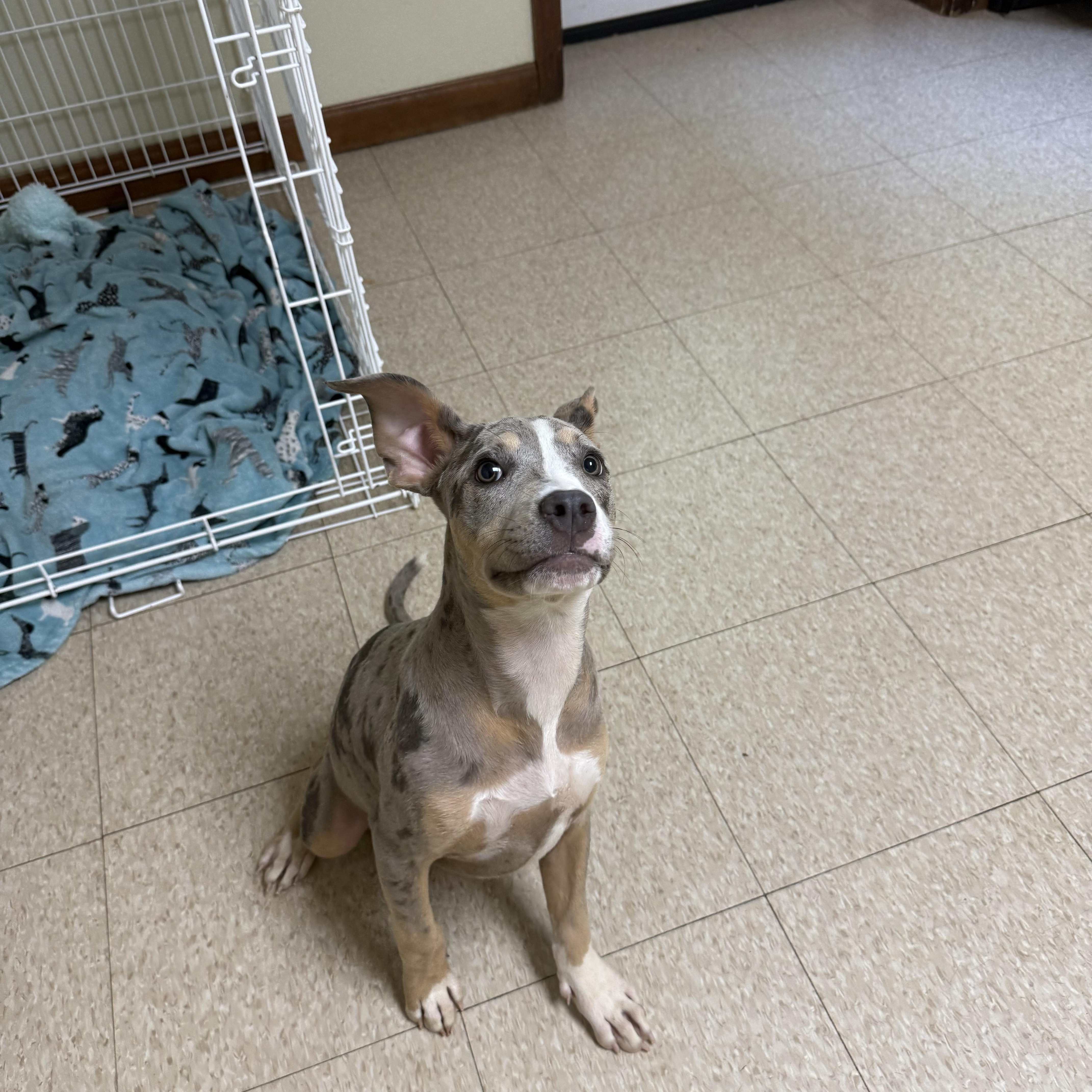 Jade, an adopted mixed breed in Douglas, MA image 6/6