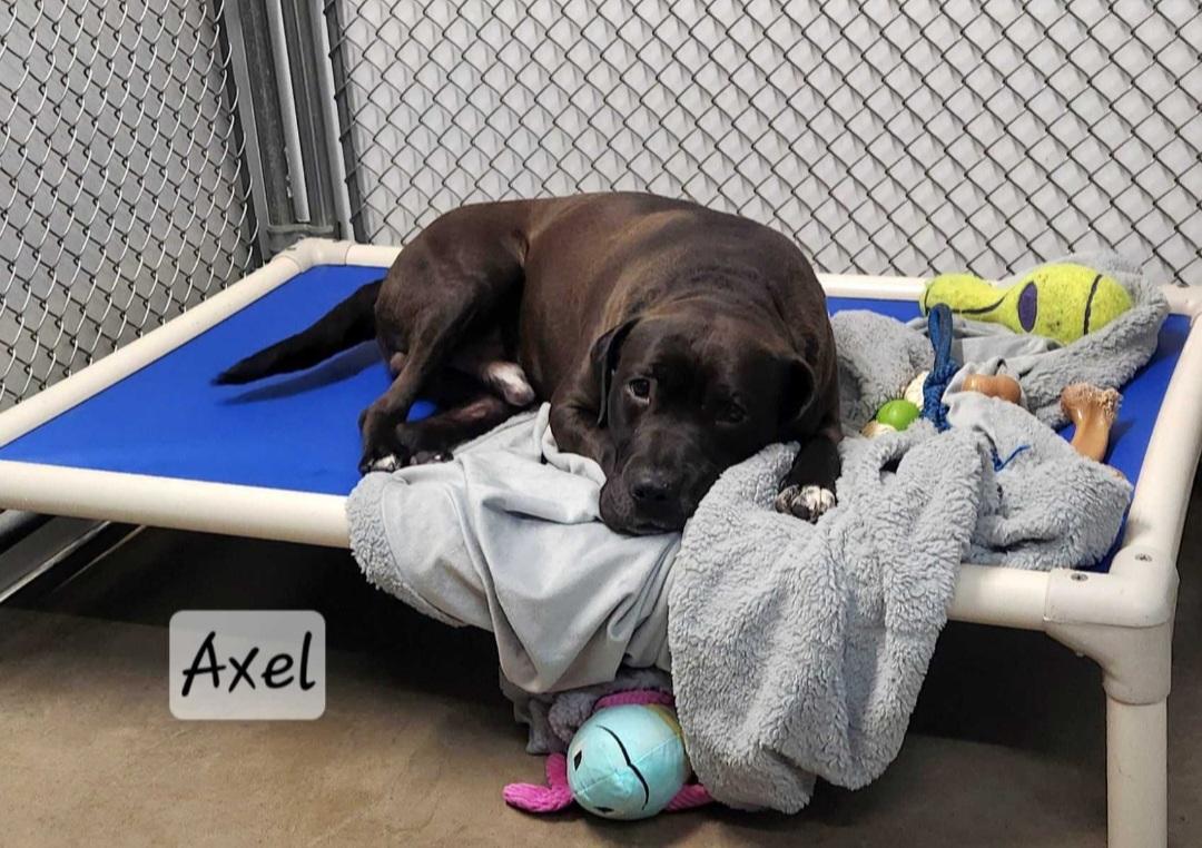 Enlarge Axel, a ADOPTABLE mixed breed in Durand, WI image 3/5
