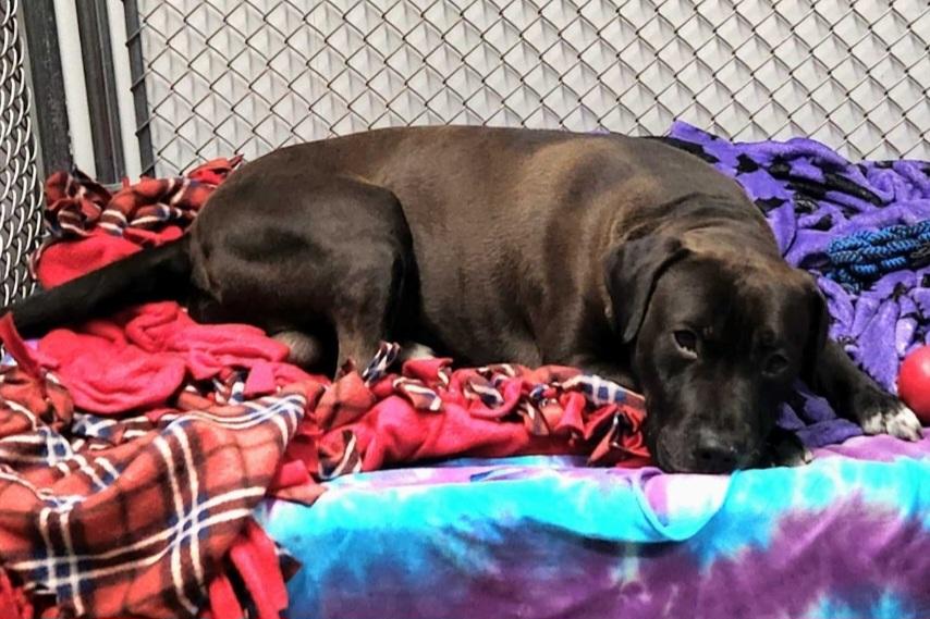 Enlarge Axel, a ADOPTABLE mixed breed in Durand, WI image 4/5