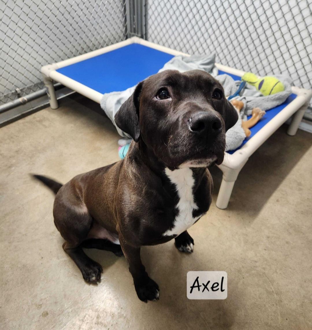 Axel, ADOPTABLE, Young Male Labrador Retriever & American Staffordshire Terrier.