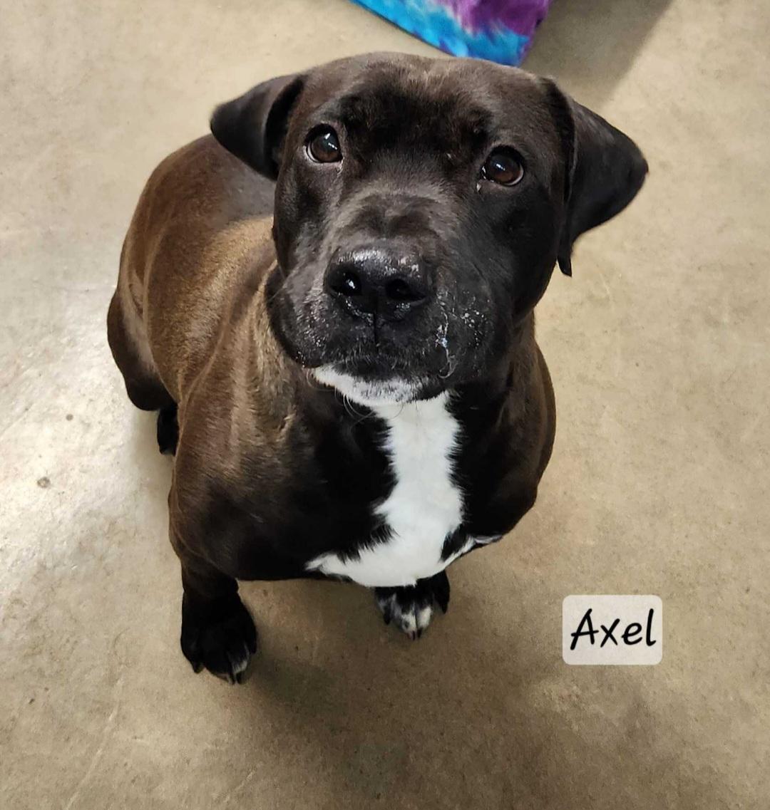 Enlarge Axel, a ADOPTABLE mixed breed in Durand, WI image 2/5
