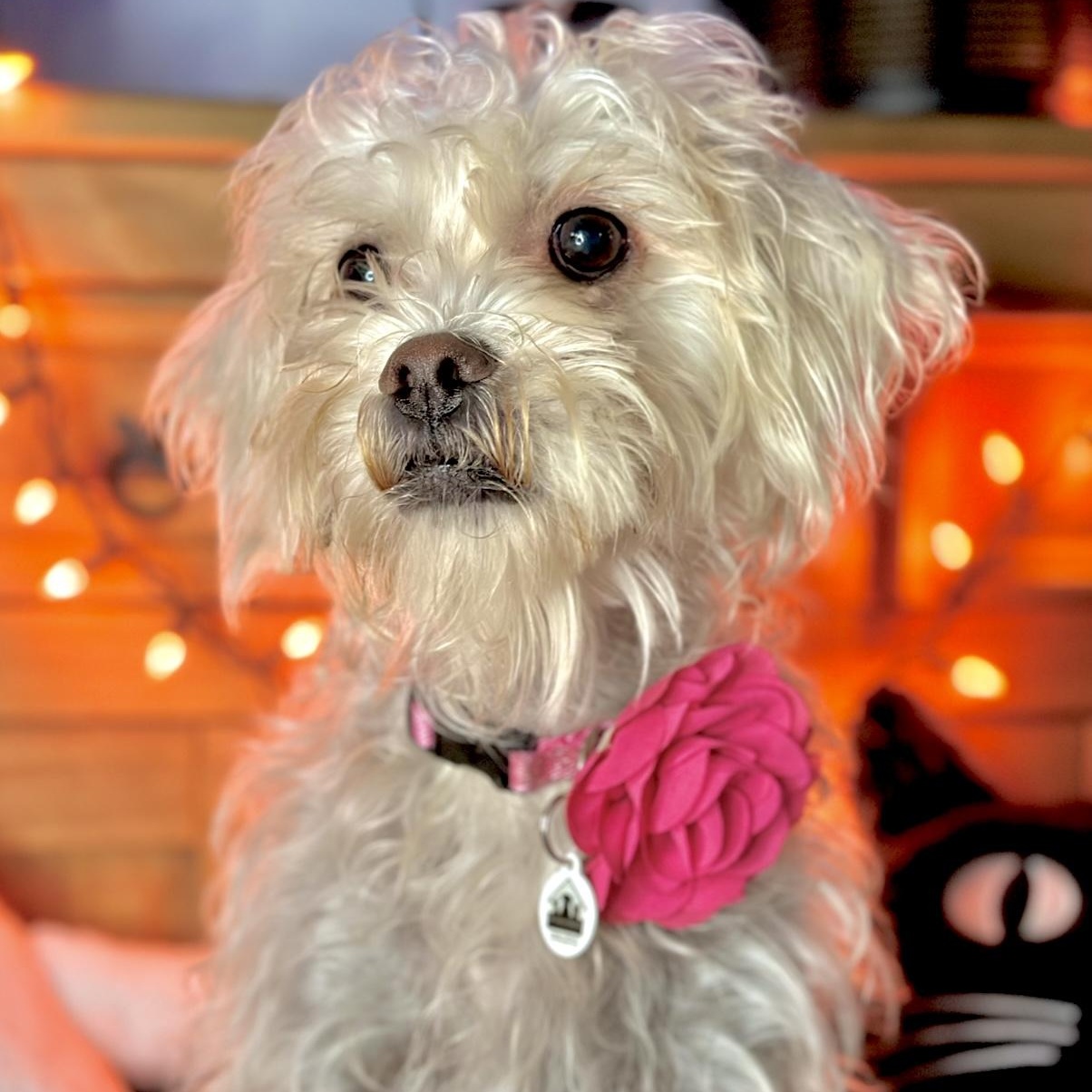 Enlarge Tali, a Adoptable mixed breed in Santa Monica, CA image 1/3