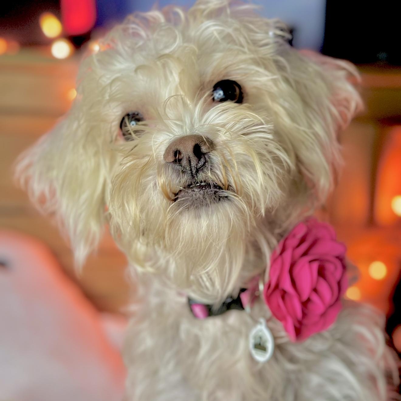 Enlarge Tali, a Adoptable mixed breed in Santa Monica, CA image 2/3