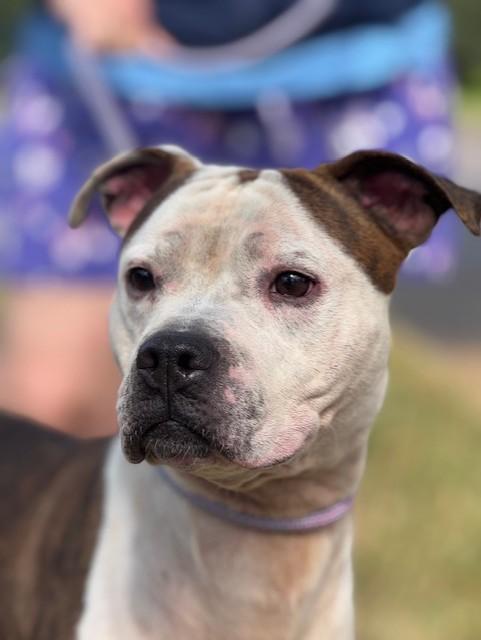 Henry — thumbnail 5