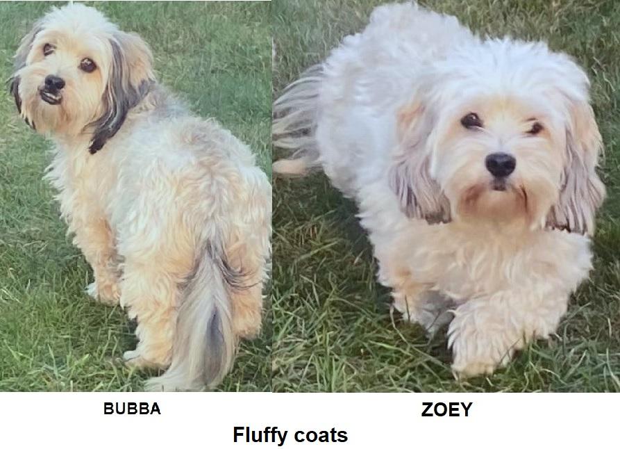 Enlarge Bubba and Zoey -- Bonded pair, a Adoption Pending mixed breed in Holland, MI image 2/2