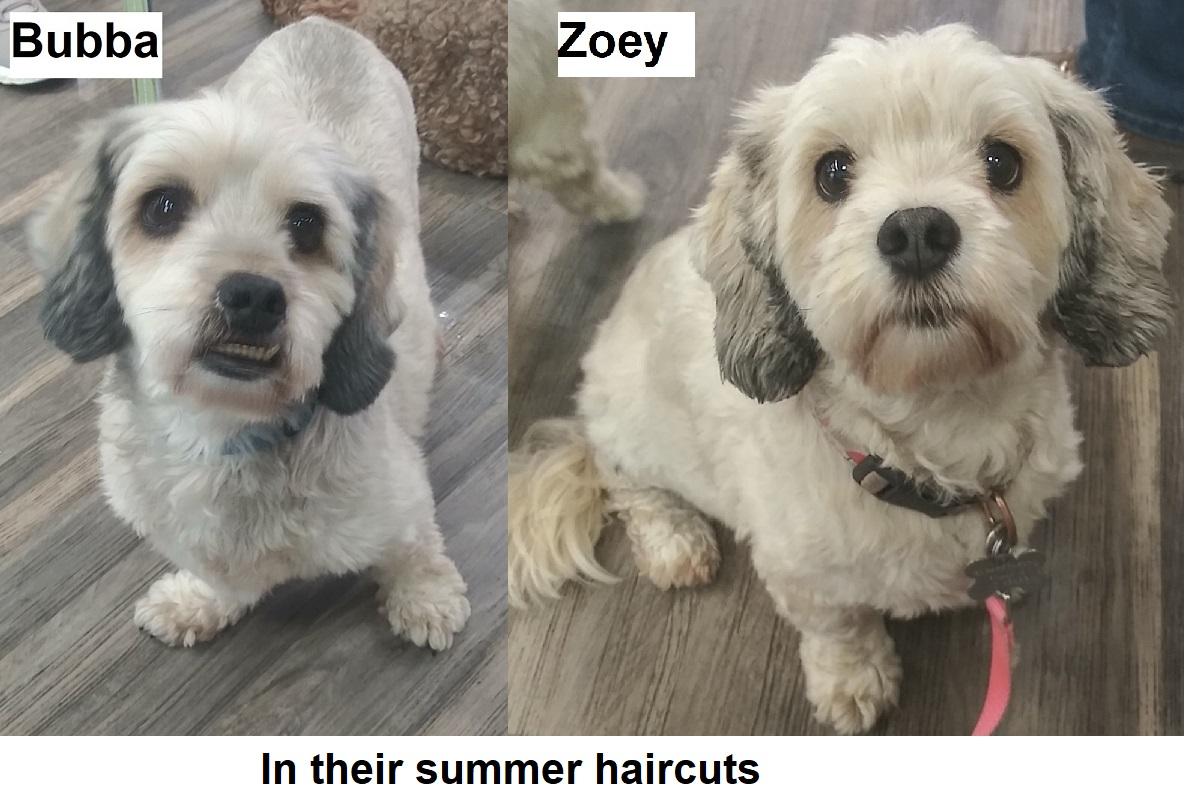 Bubba and Zoey -- Bonded pair, adoptable, Adult Male Shih Tzu & Dachshund.