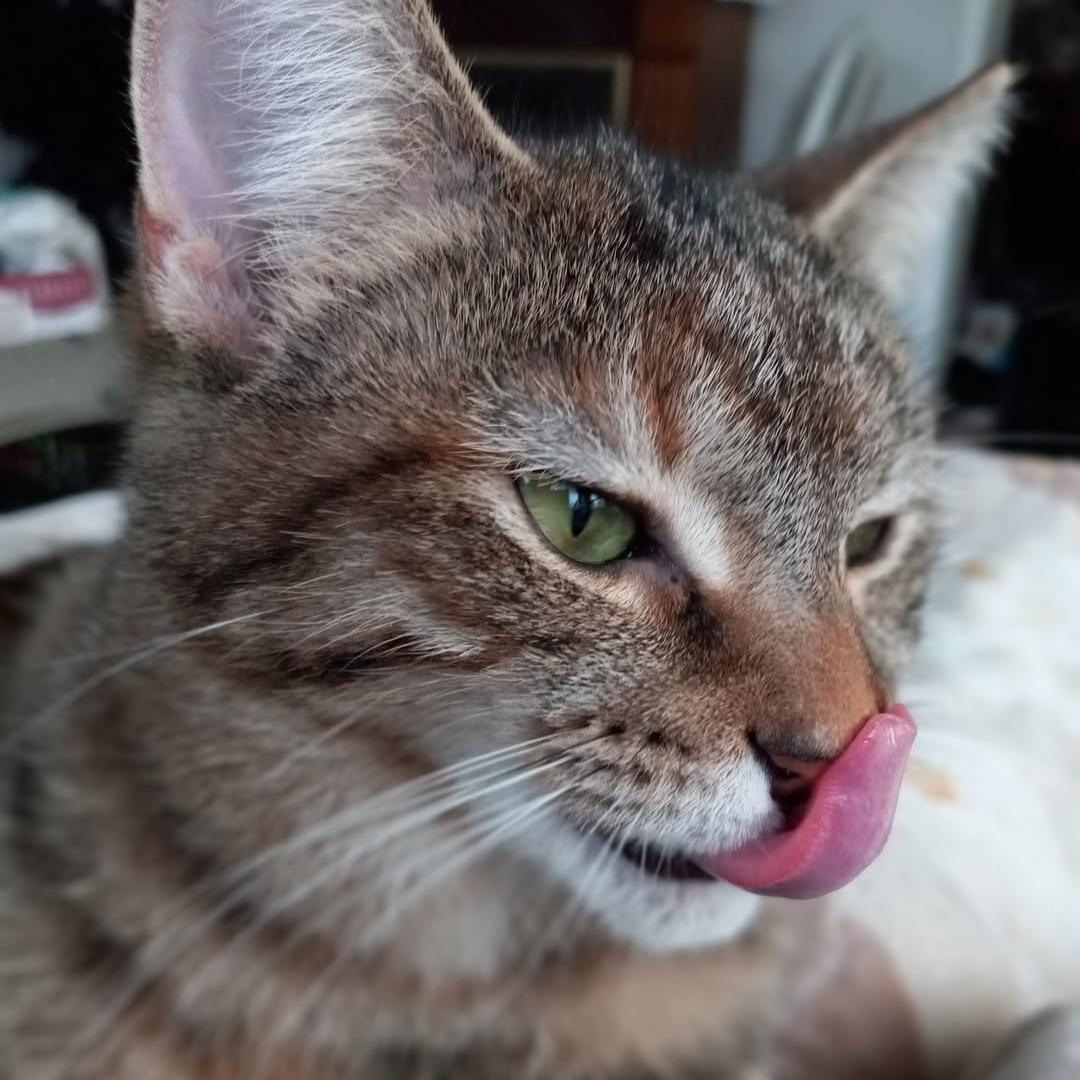 Enlarge Hermione Granger, a Adoptable mixed breed in Harrisburg, PA image 2/6