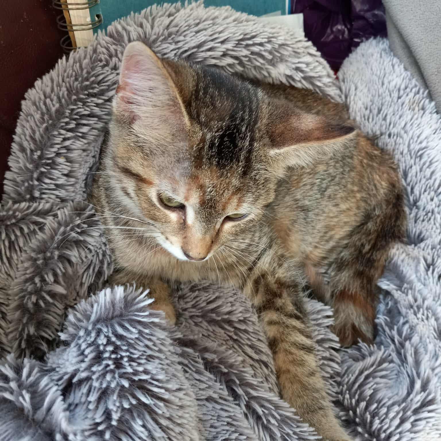 Enlarge Hermione Granger, a Adoptable mixed breed in Harrisburg, PA image 4/6