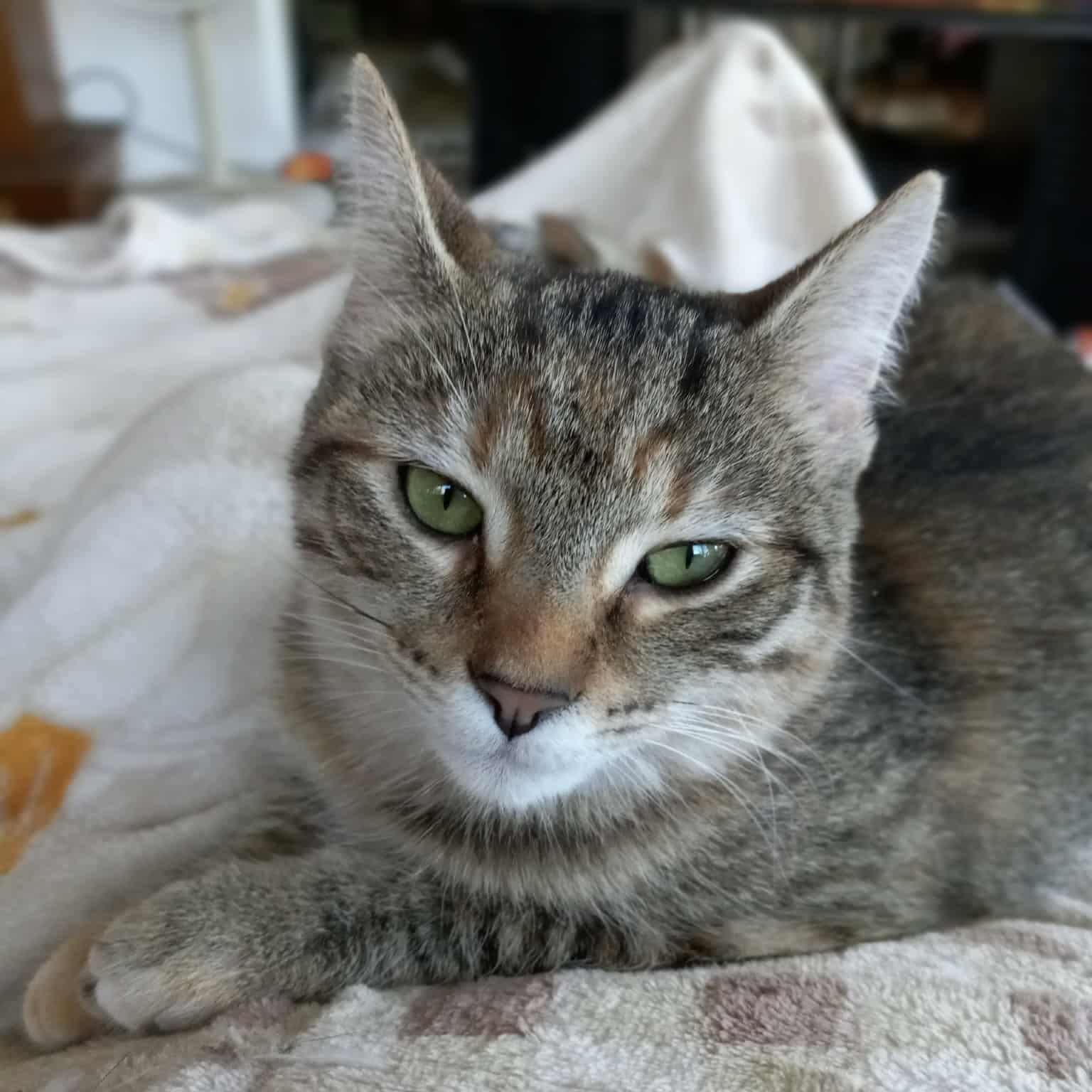 Enlarge Hermione Granger, a Adoptable mixed breed in Harrisburg, PA image 3/6