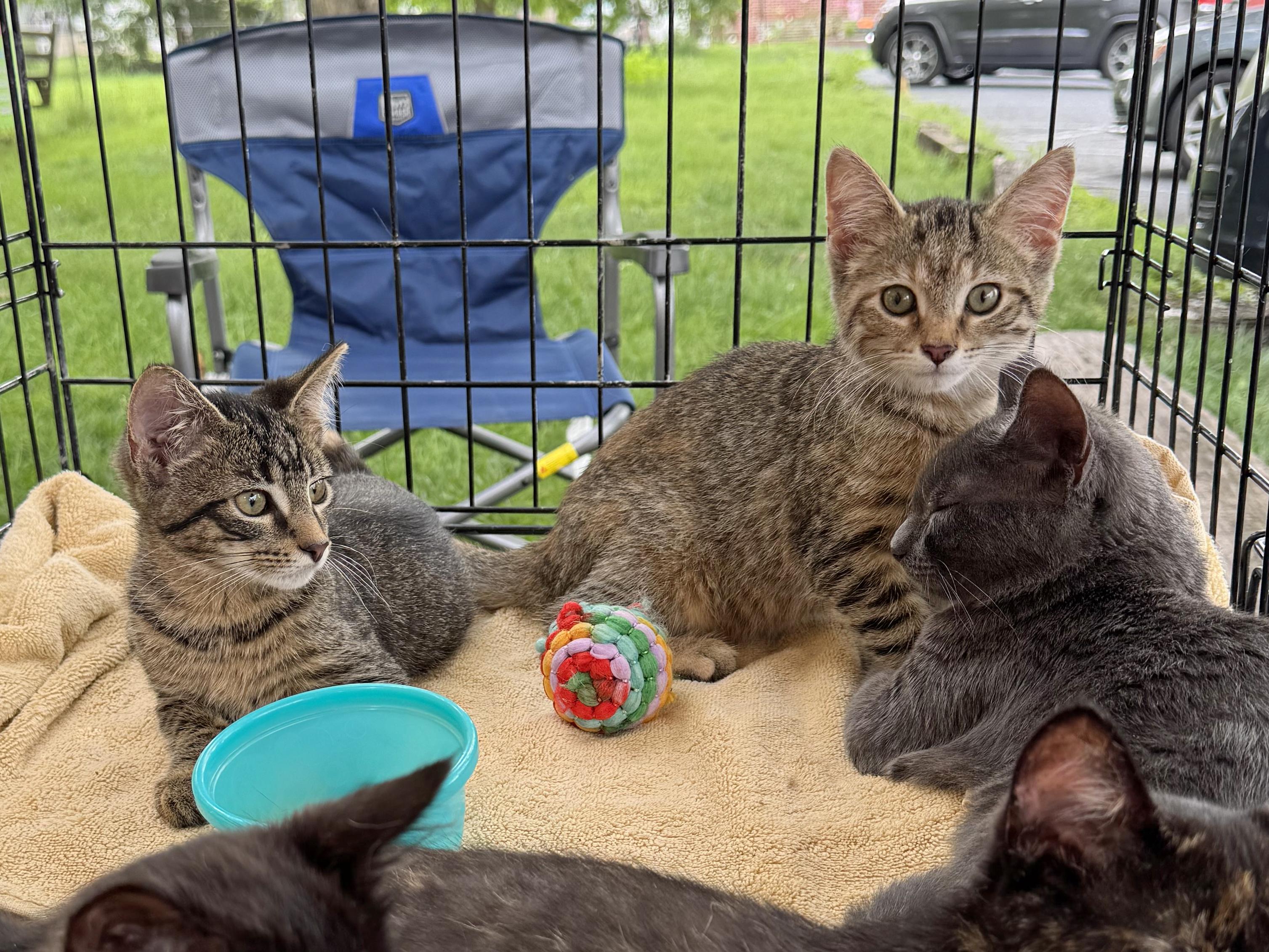 Enlarge Hermione Granger, a Adoptable mixed breed in Harrisburg, PA image 6/6