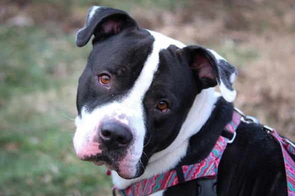 KAPOWSKI, Adoptable, Adult Male Pit Bull Terrier & Mixed Breed.
