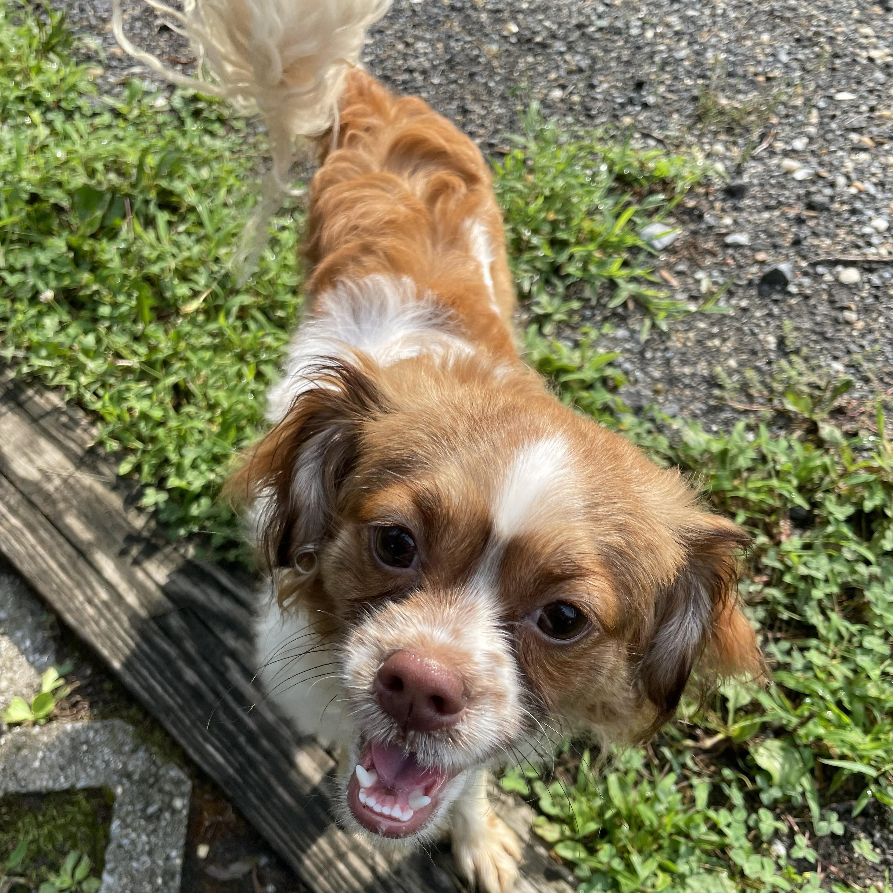 Enlarge Charlotte, an adopted mixed breed in Greenbelt, MD image 1/4