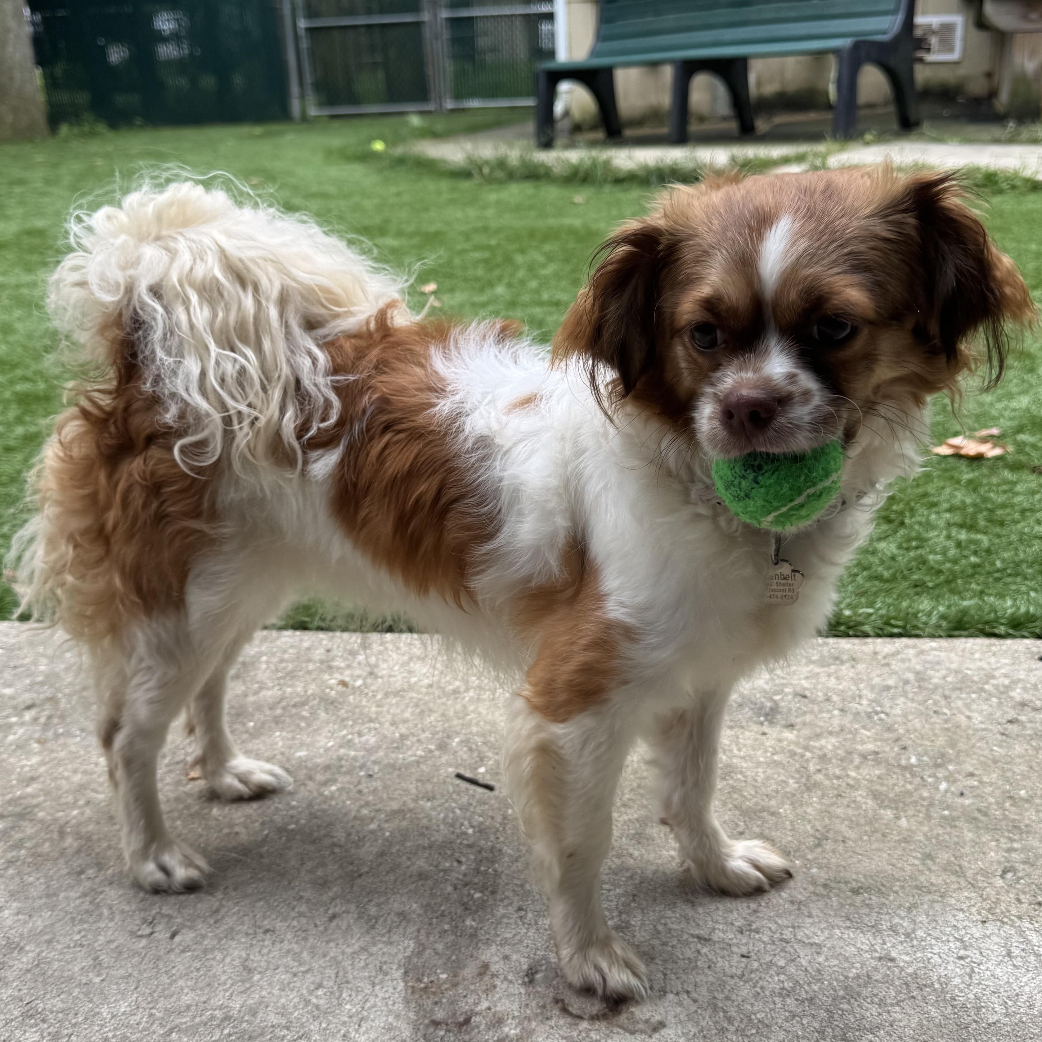 Enlarge Charlotte, an adopted mixed breed in Greenbelt, MD image 3/4