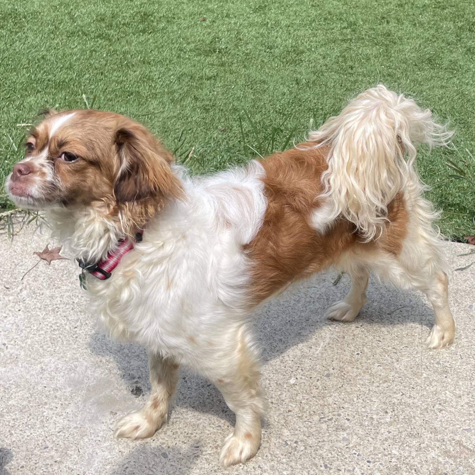 Enlarge Charlotte, an adopted mixed breed in Greenbelt, MD image 2/4