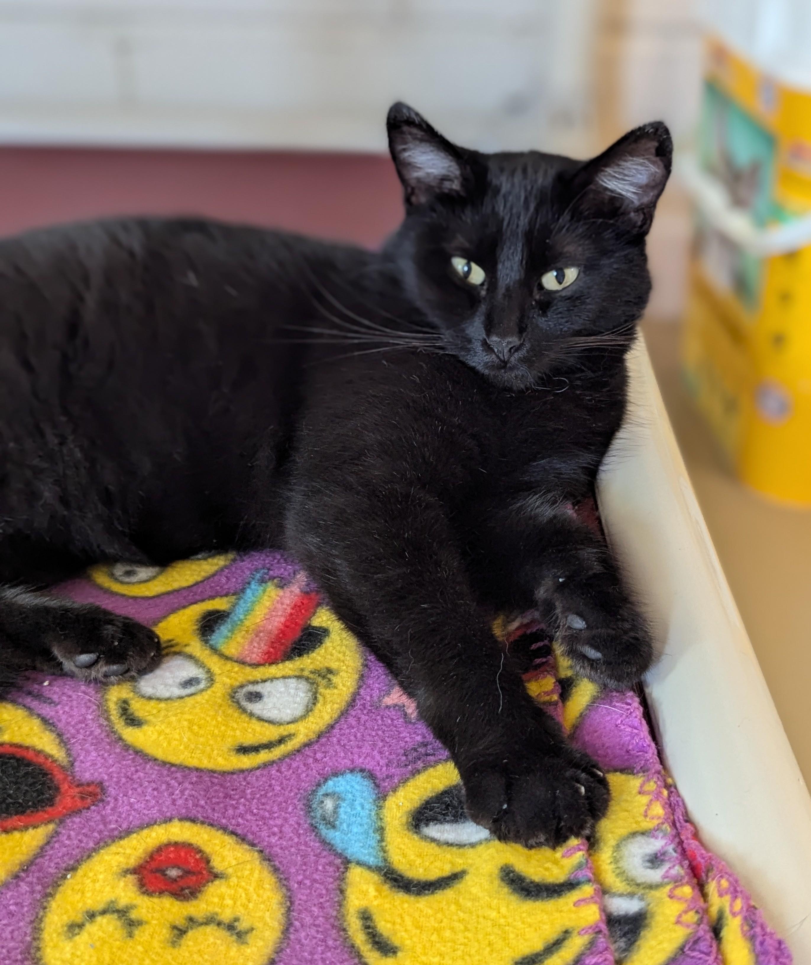 Enlarge LUNA, a Adoptable Domestic Short Hair image 1/5