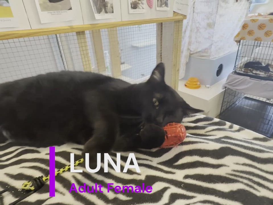 Enlarge LUNA, a Adoptable Domestic Short Hair in La Crescent, MN video 4/5