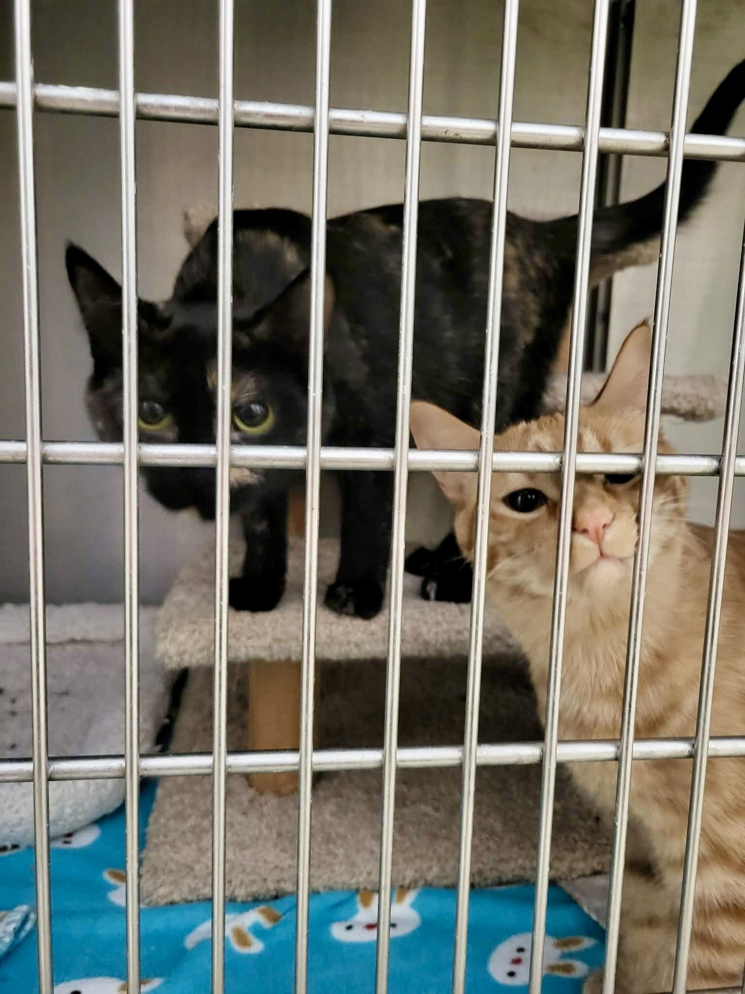 Enlarge Liz (Bonded w/Colleen), a Adoptable Domestic Short Hair in Detroit Lakes, MN image 1/3