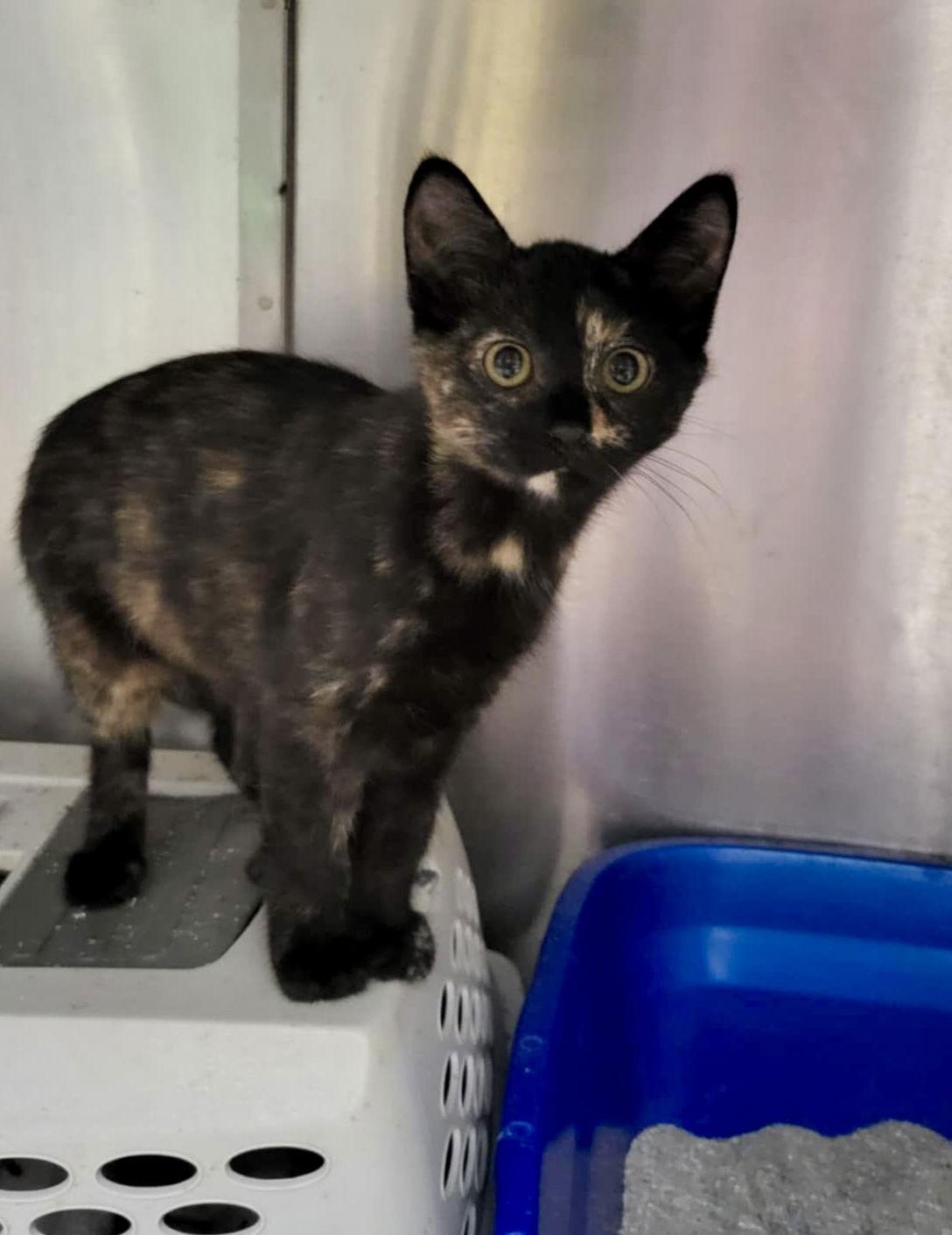 Liz-Bonded with Colleen, Adoptable, Young Female Domestic Short Hair.