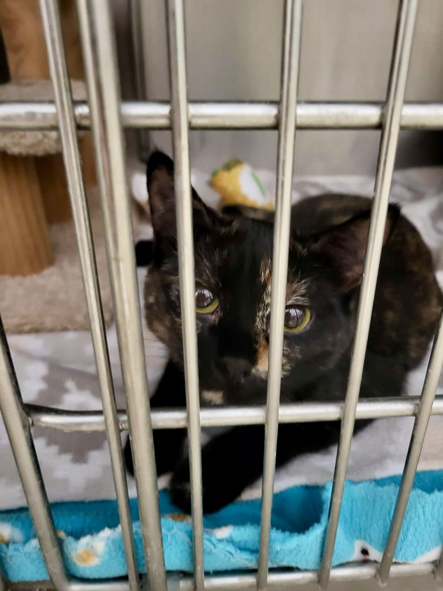 Enlarge Liz (Bonded w/Colleen), a Adoptable Domestic Short Hair in Detroit Lakes, MN image 2/3