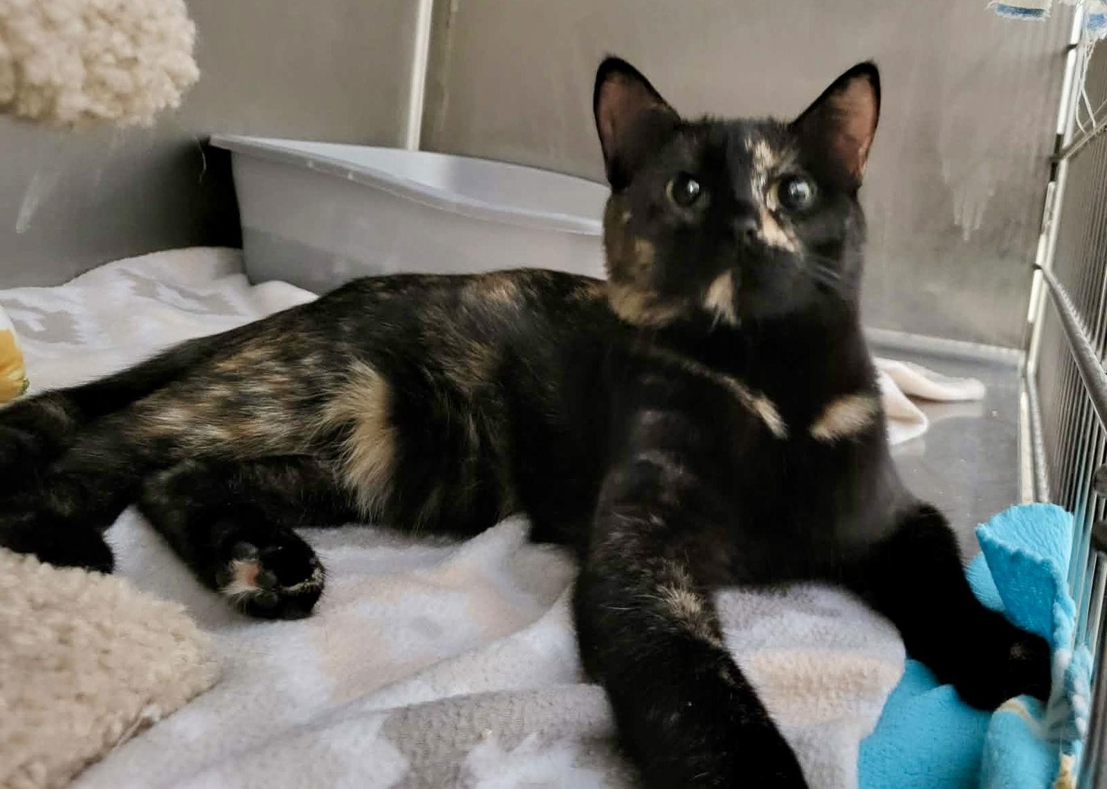 Enlarge Liz (Bonded w/Colleen), a Adoptable Domestic Short Hair in Detroit Lakes, MN image 3/3