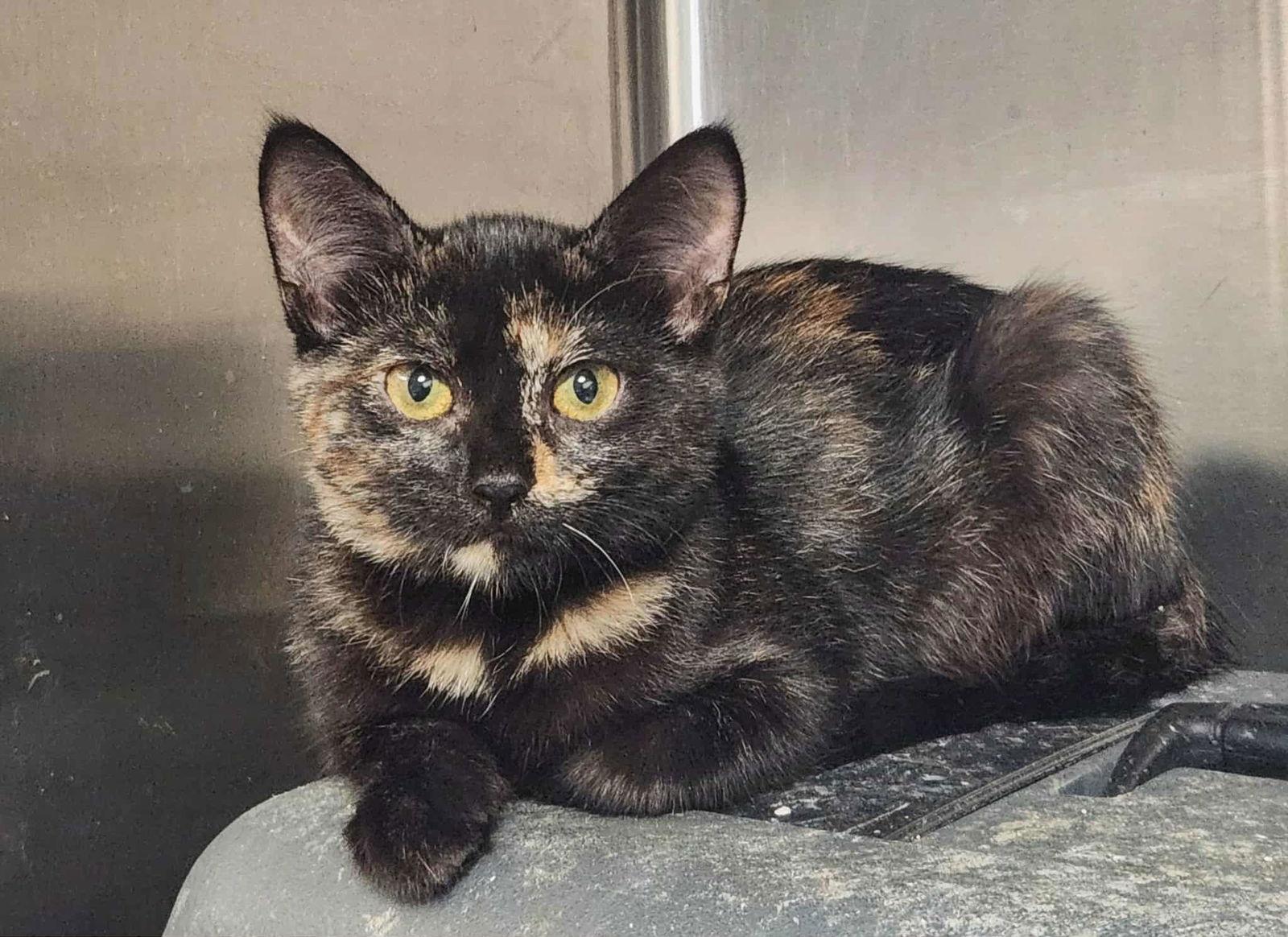 Liz-Bonded with Colleen, a Adoptable Domestic Short Hair in Detroit Lakes, MN image 2/3