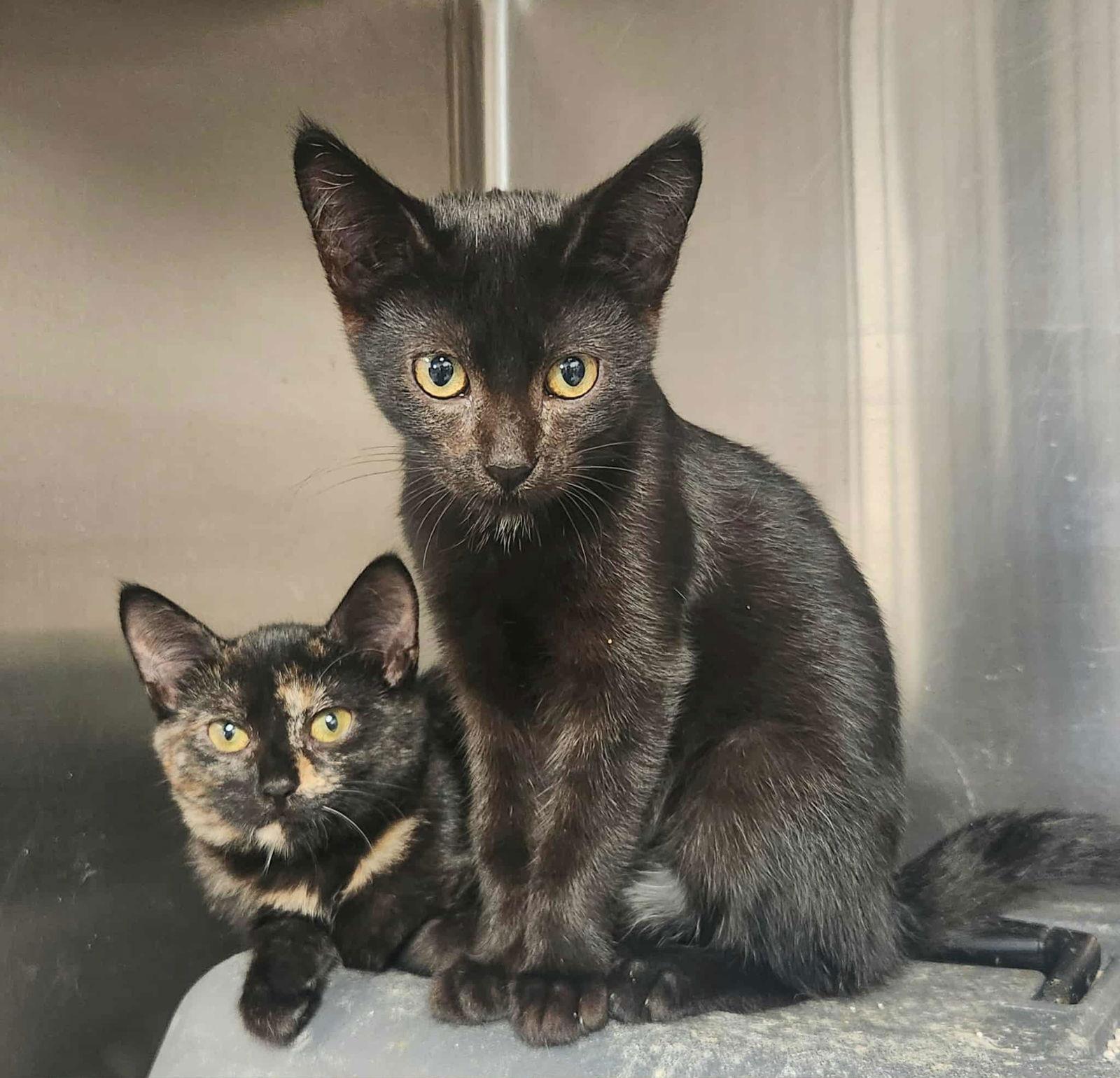 Liz-Bonded with Colleen, a Adoptable Domestic Short Hair in Detroit Lakes, MN image 3/3