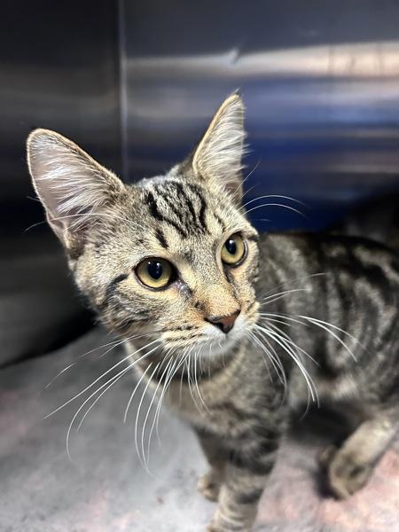 Carrot, a Adoptable mixed breed in Staten Island, NY image 1/3