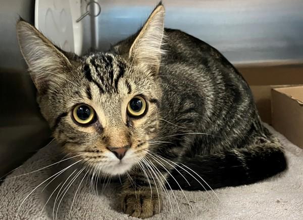 Carrot, a Adoptable mixed breed in Staten Island, NY image 2/3