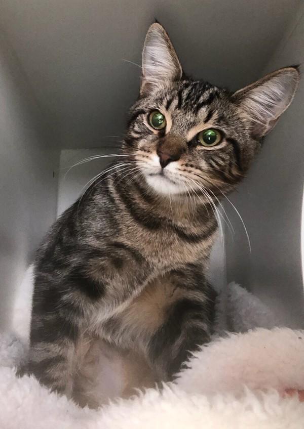 Carrot, a Adoptable mixed breed in Staten Island, NY image 3/3