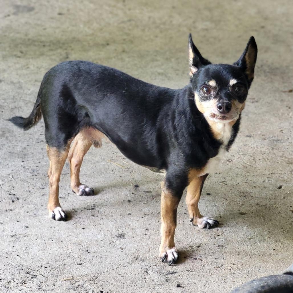 Rockstar, Adoptable, Senior Male Chihuahua.