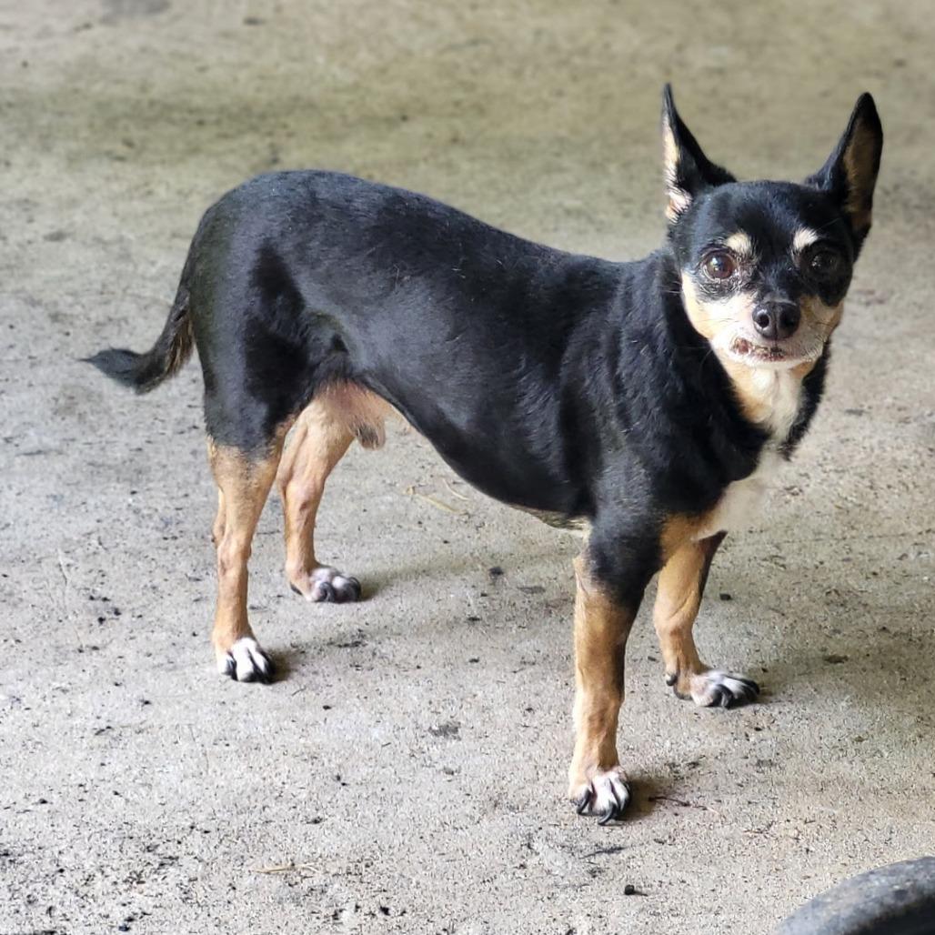 Enlarge Rockstar, a Adoptable Chihuahua in Normal, IL image 2/2